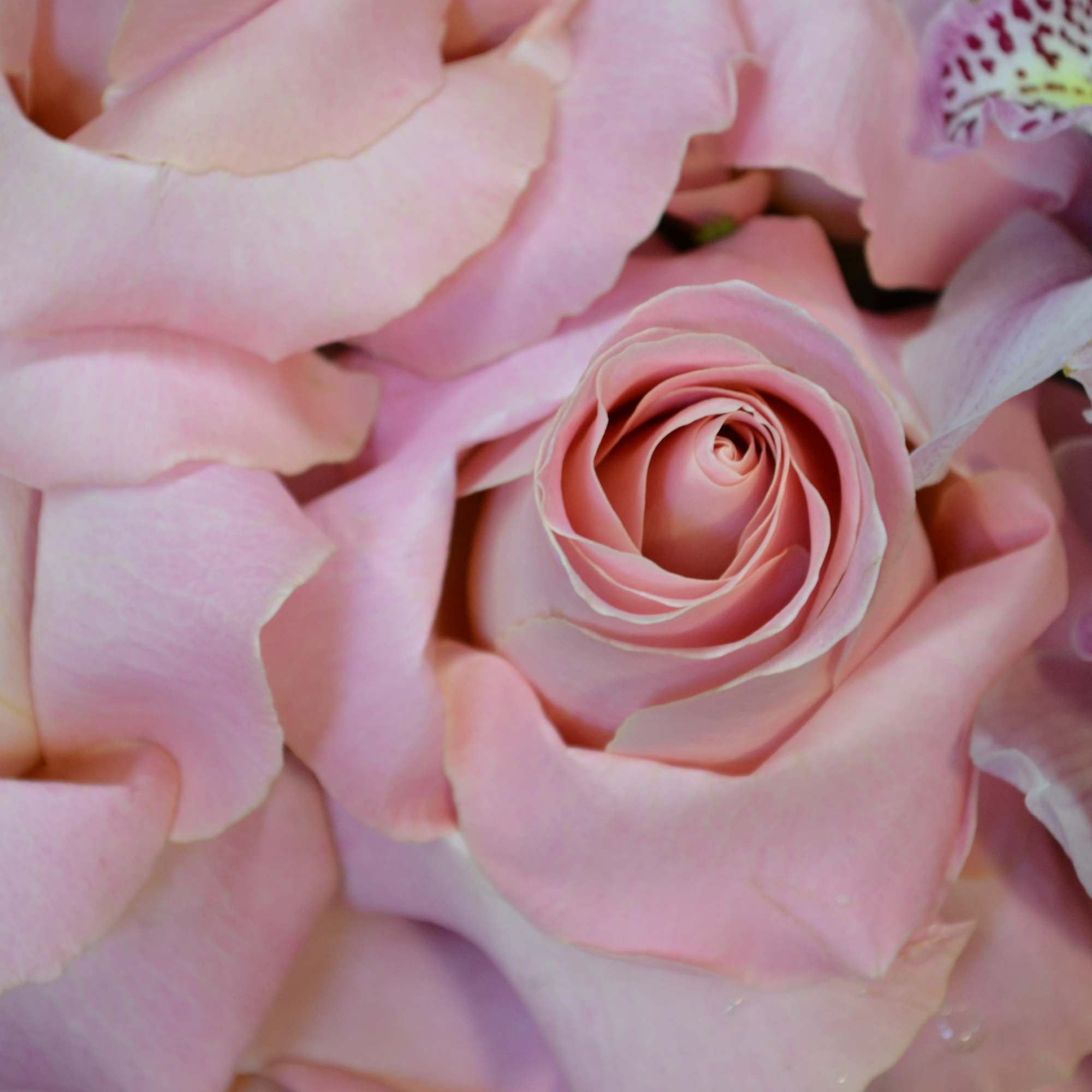 A large  mercury  mirror  urn ball, of pastels pink