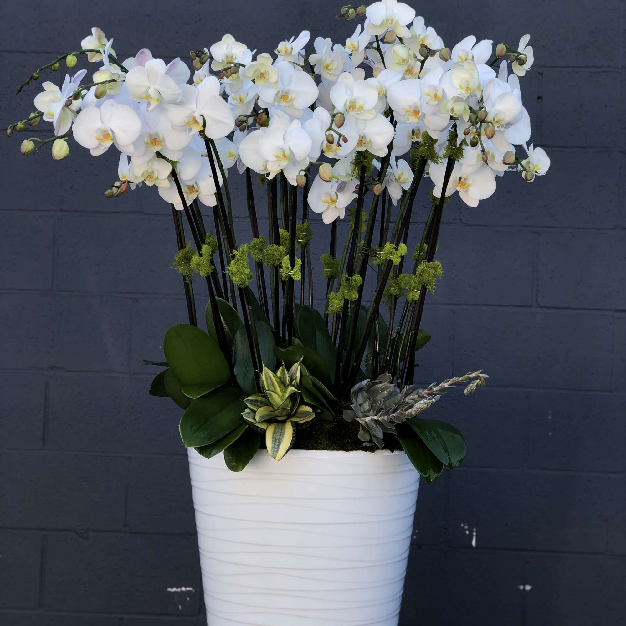 A luxurious arrangement of over ten, pure white phalaenopsis plants. Standing in
