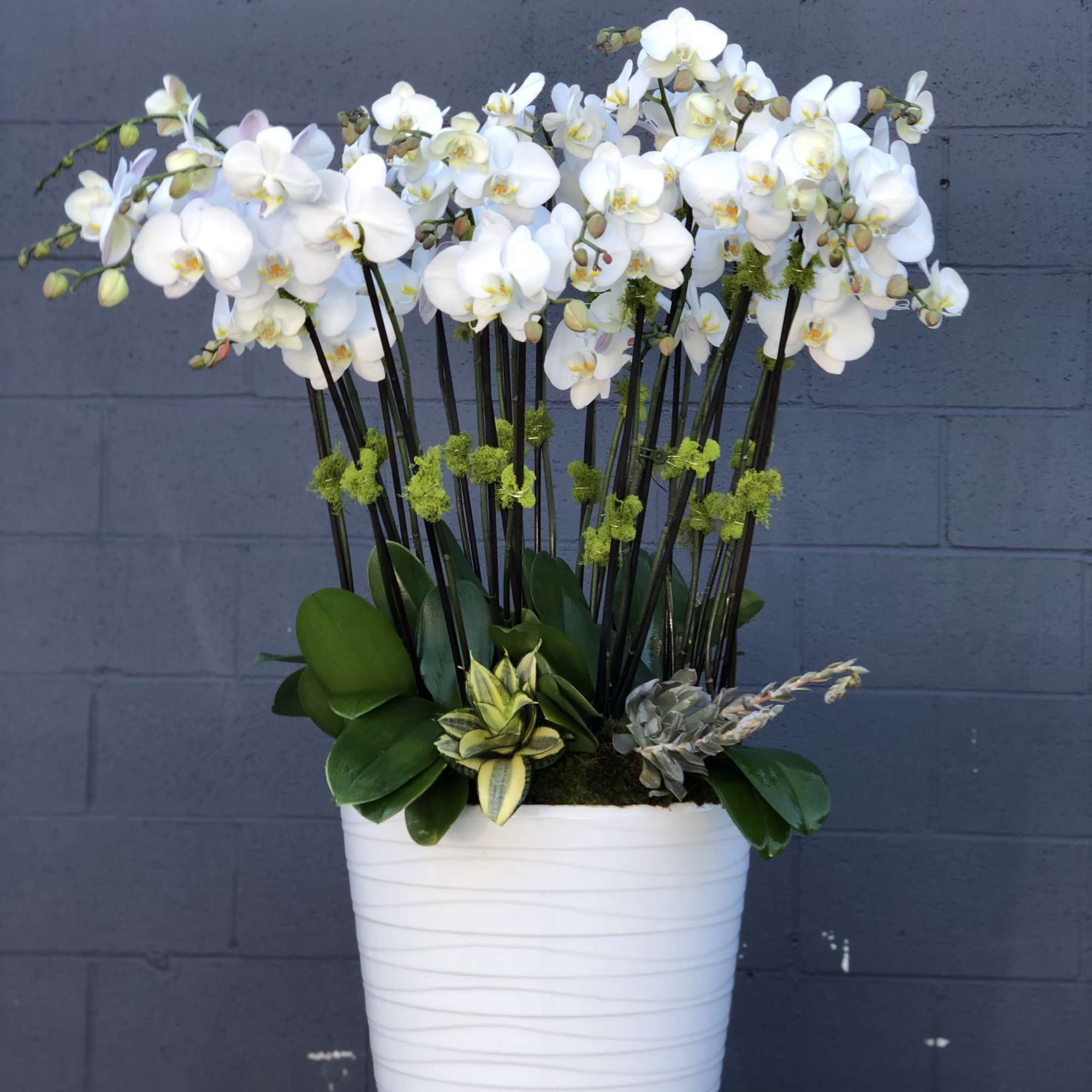 A luxurious arrangement of over ten, pure white phalaenopsis plants. Standing in