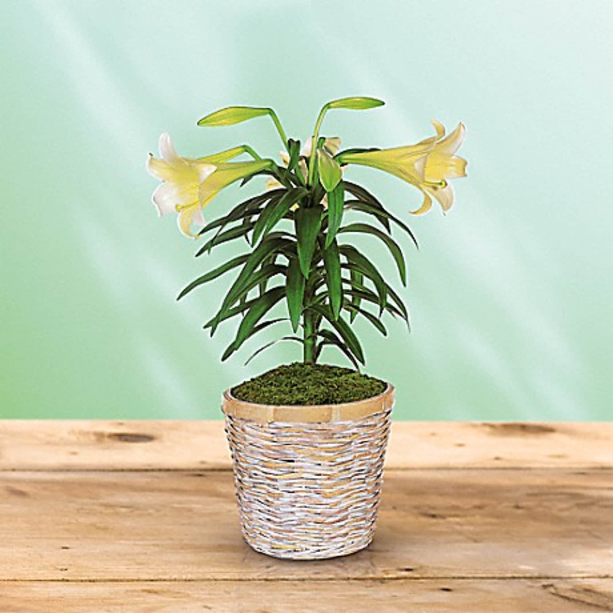 This classically beautiful white lily plant with its long, graceful leaves is