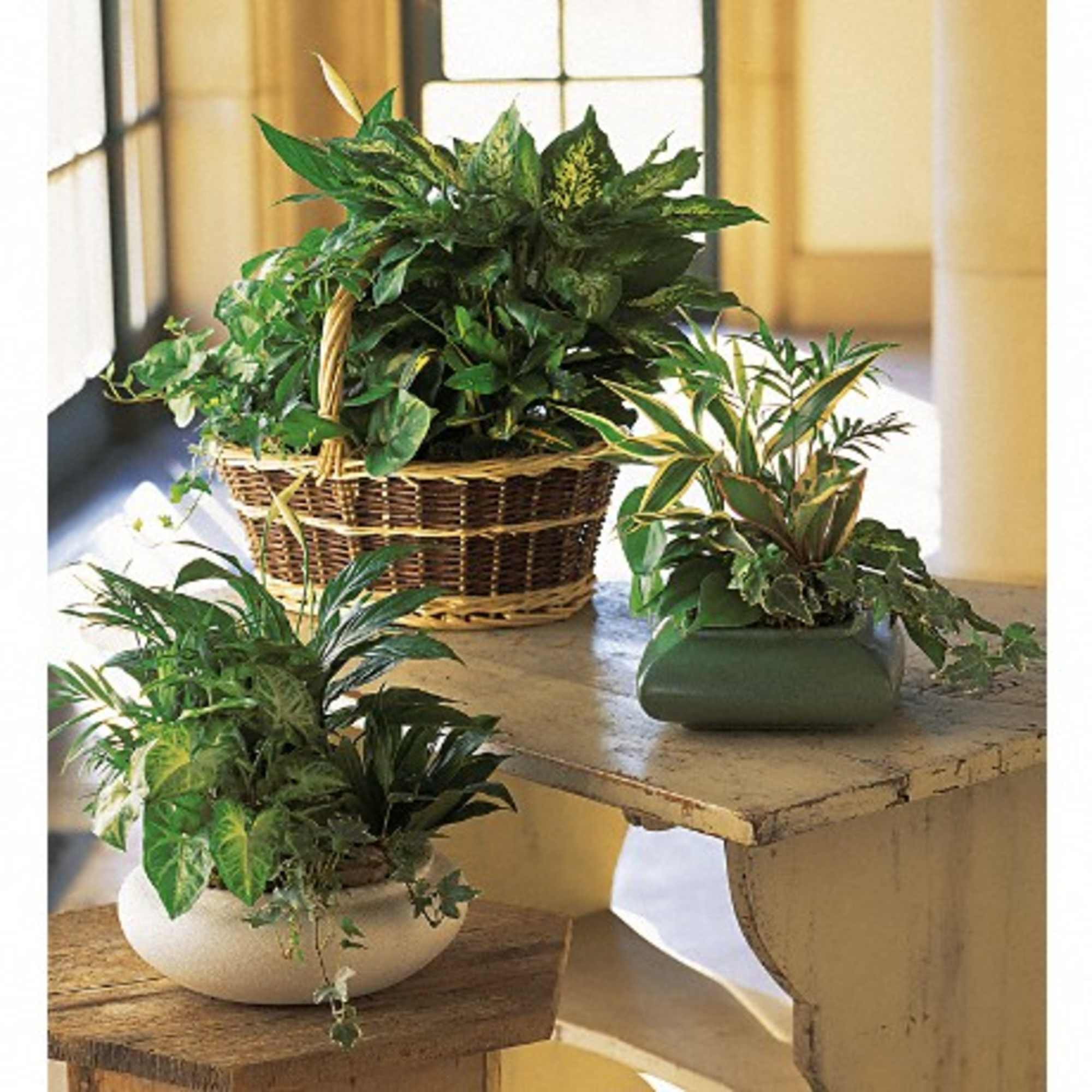 This impressive garden of indoor plants will be a warm welcome to