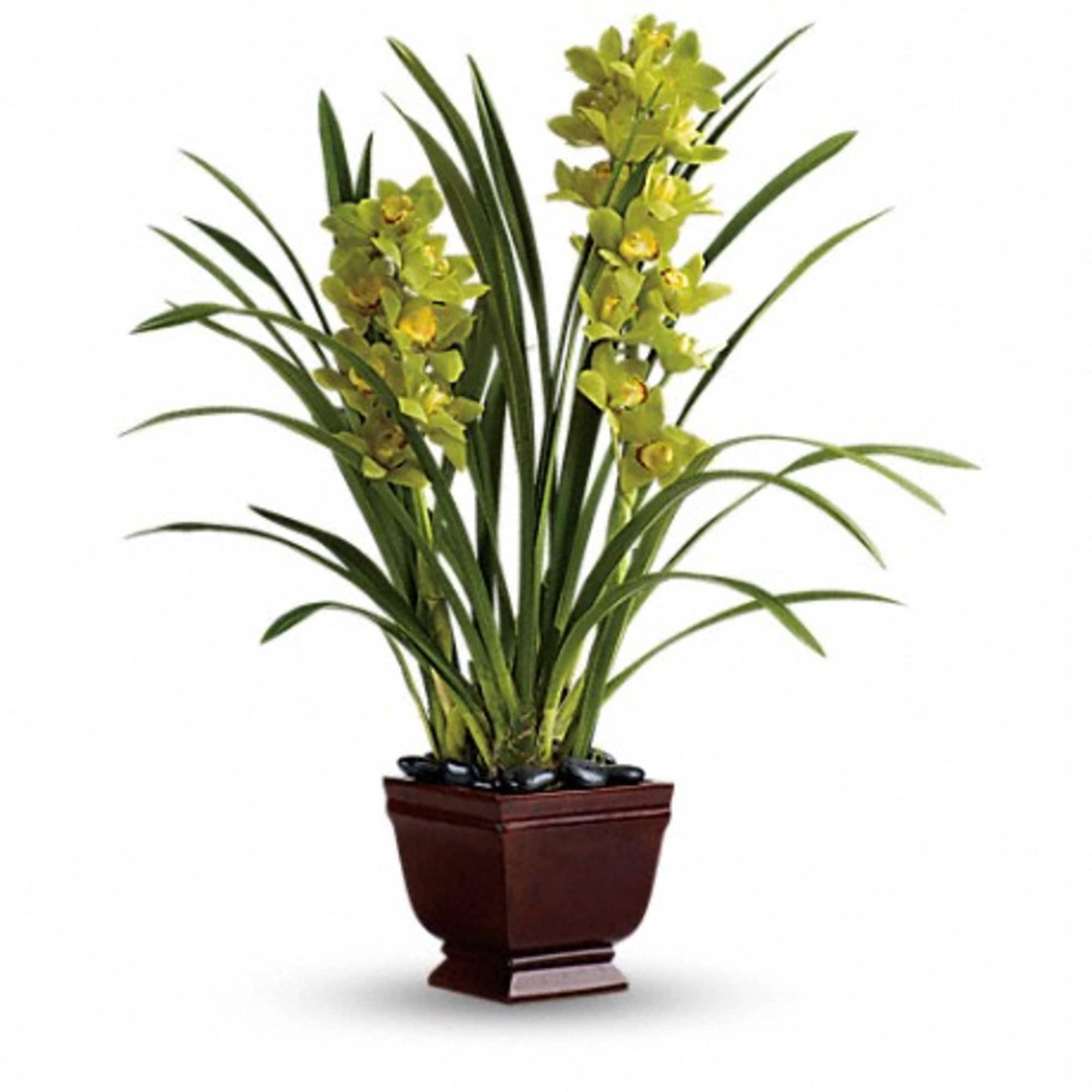 As if beautifully blossoming green cymbidium orchids rising out of dramatic black