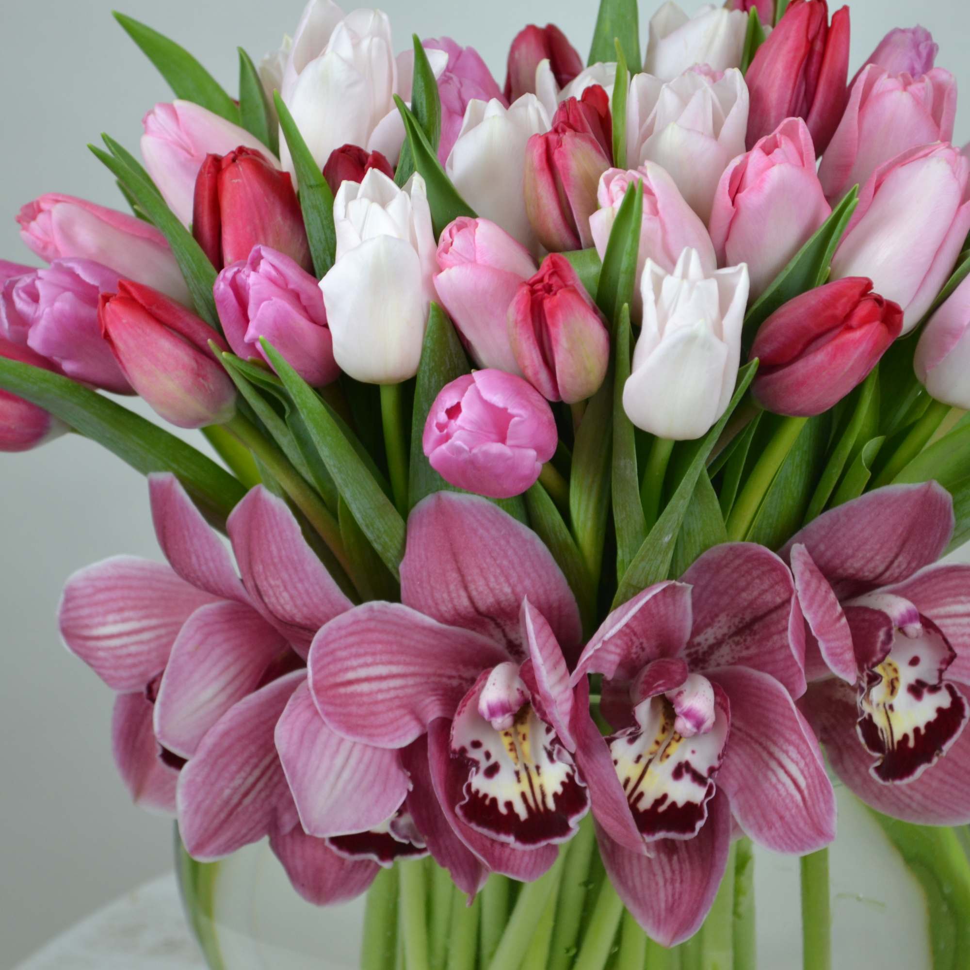 Magnificent tulips played in shades of pink whit a little red that