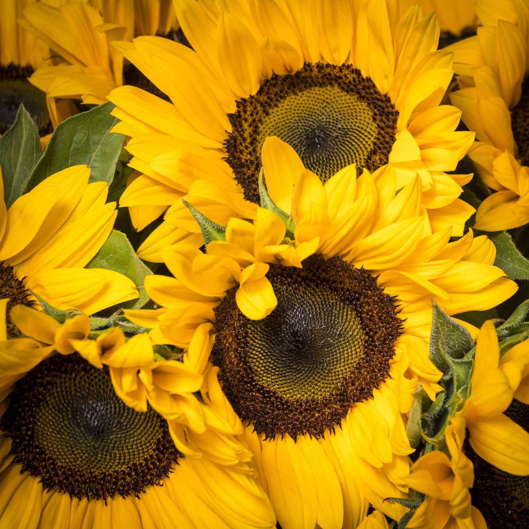 A fresh breath of beautiful Sunflowers that add a bright touch to