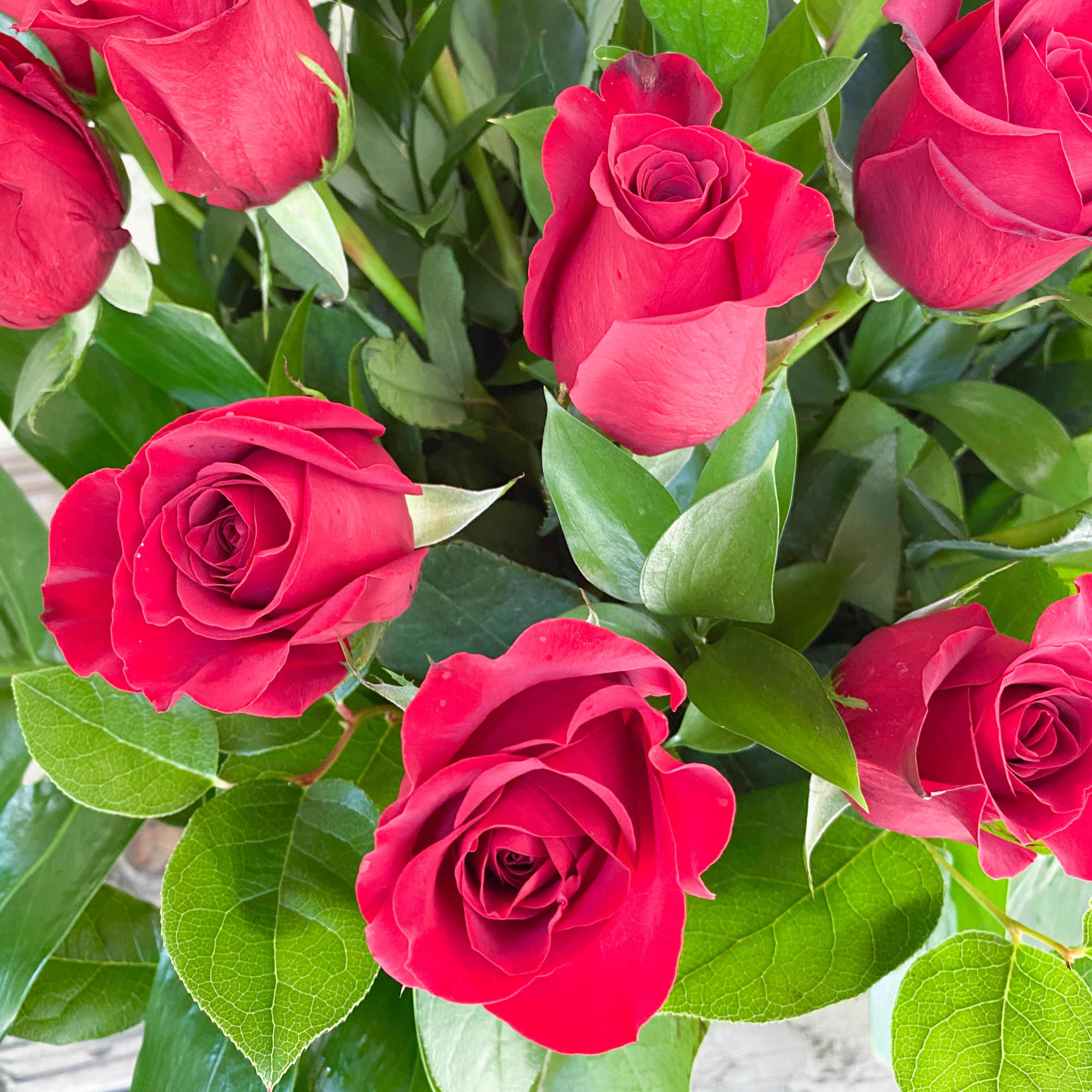 This timeless classic features two dozen red roses accented with leafy greens This timeless classic features two dozen red roses accented with leafy greens