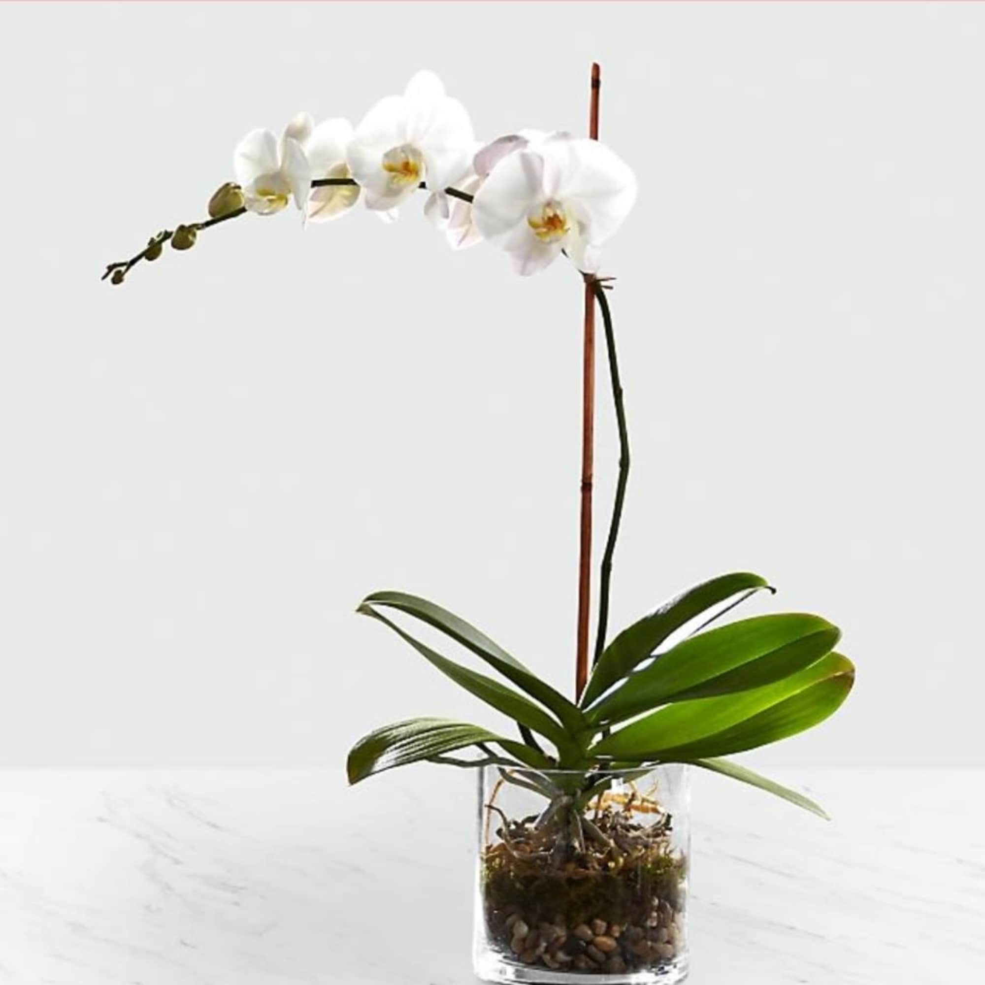 Orchidia White orchid plantby Cerritos Hills Florist