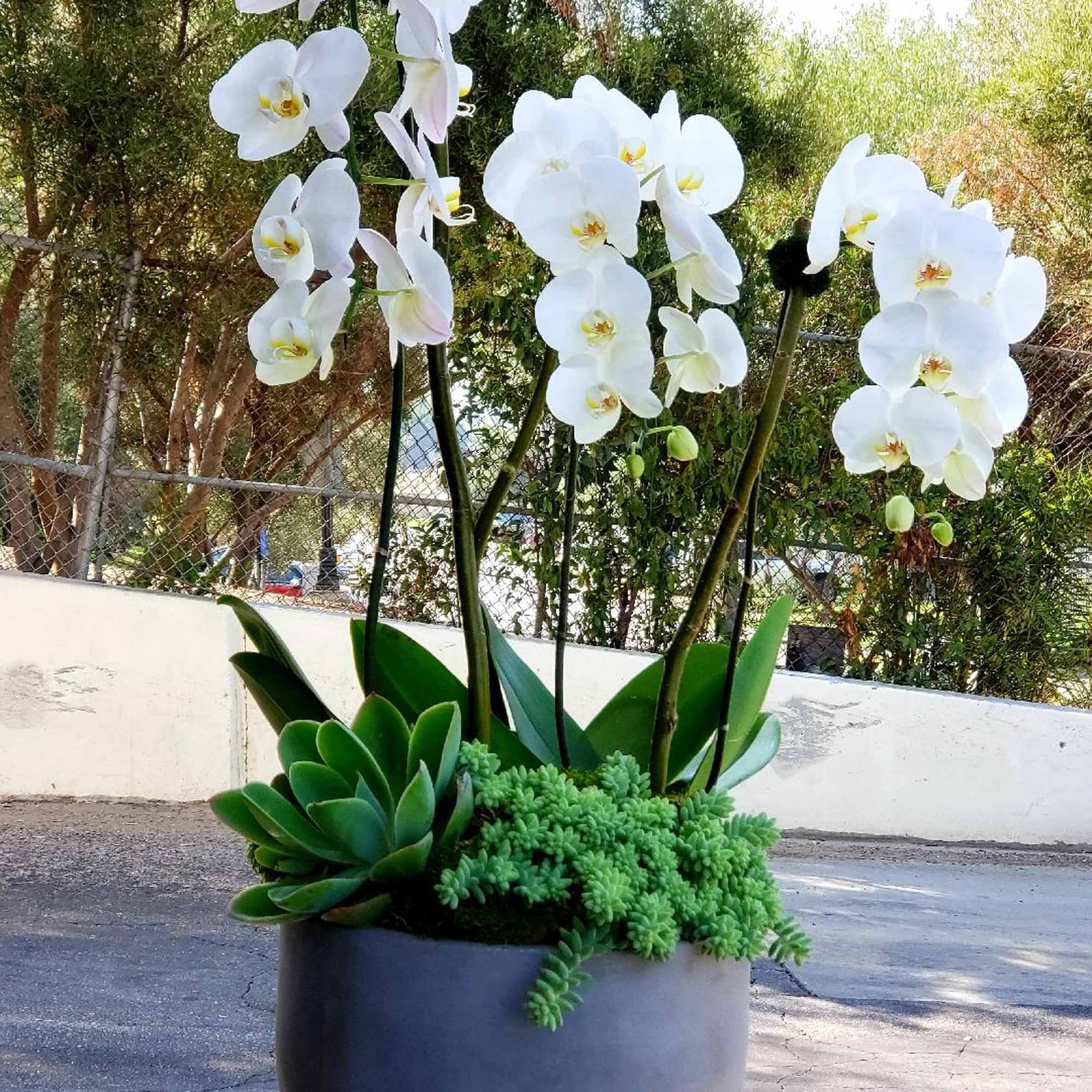 Make a statement with this gorgeous Phalaenopsis Orchid plant, decorated with rich