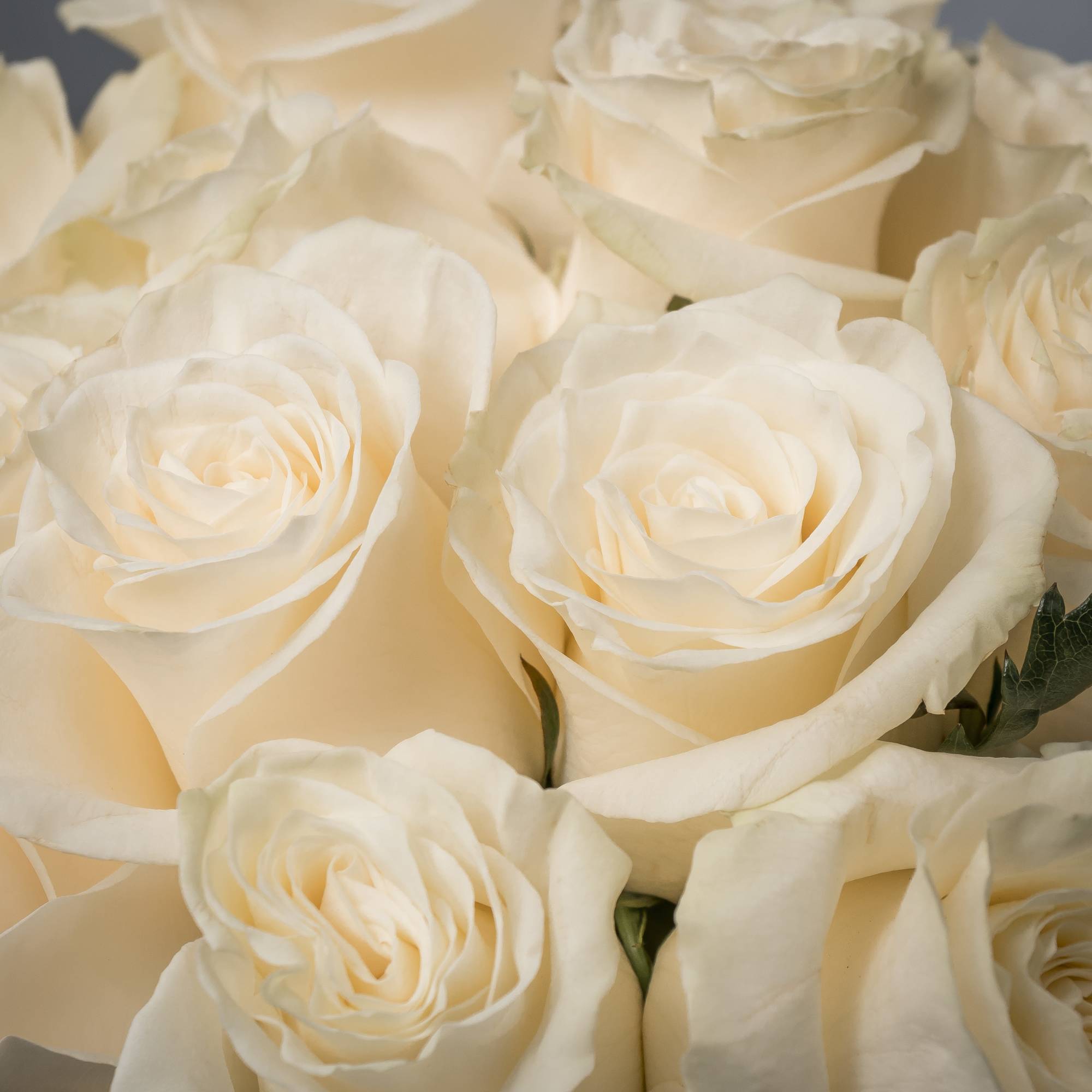 Simplicity, purity, and elegance are expressed in this design. Specialty premium white