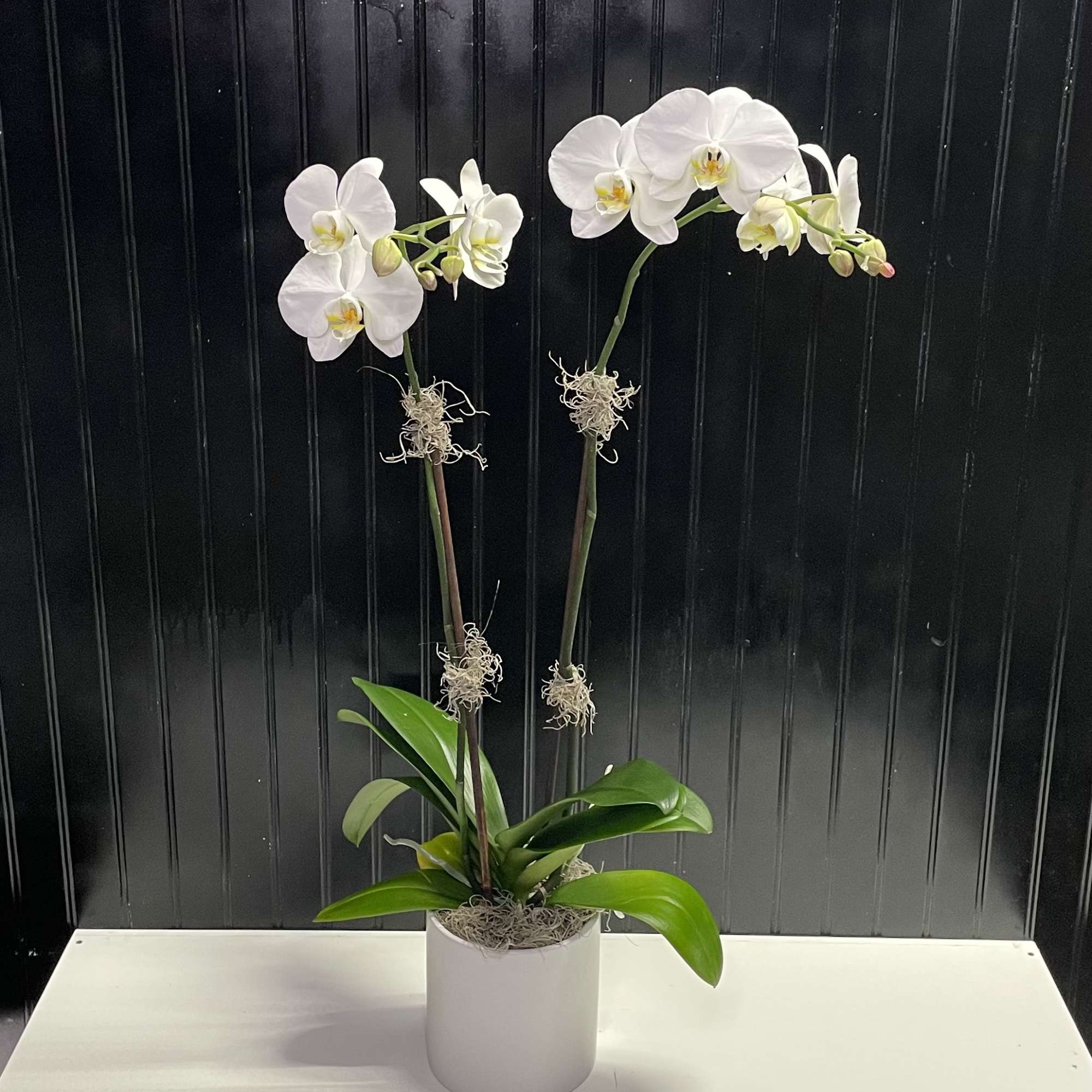 Beautiful white orchid plant
