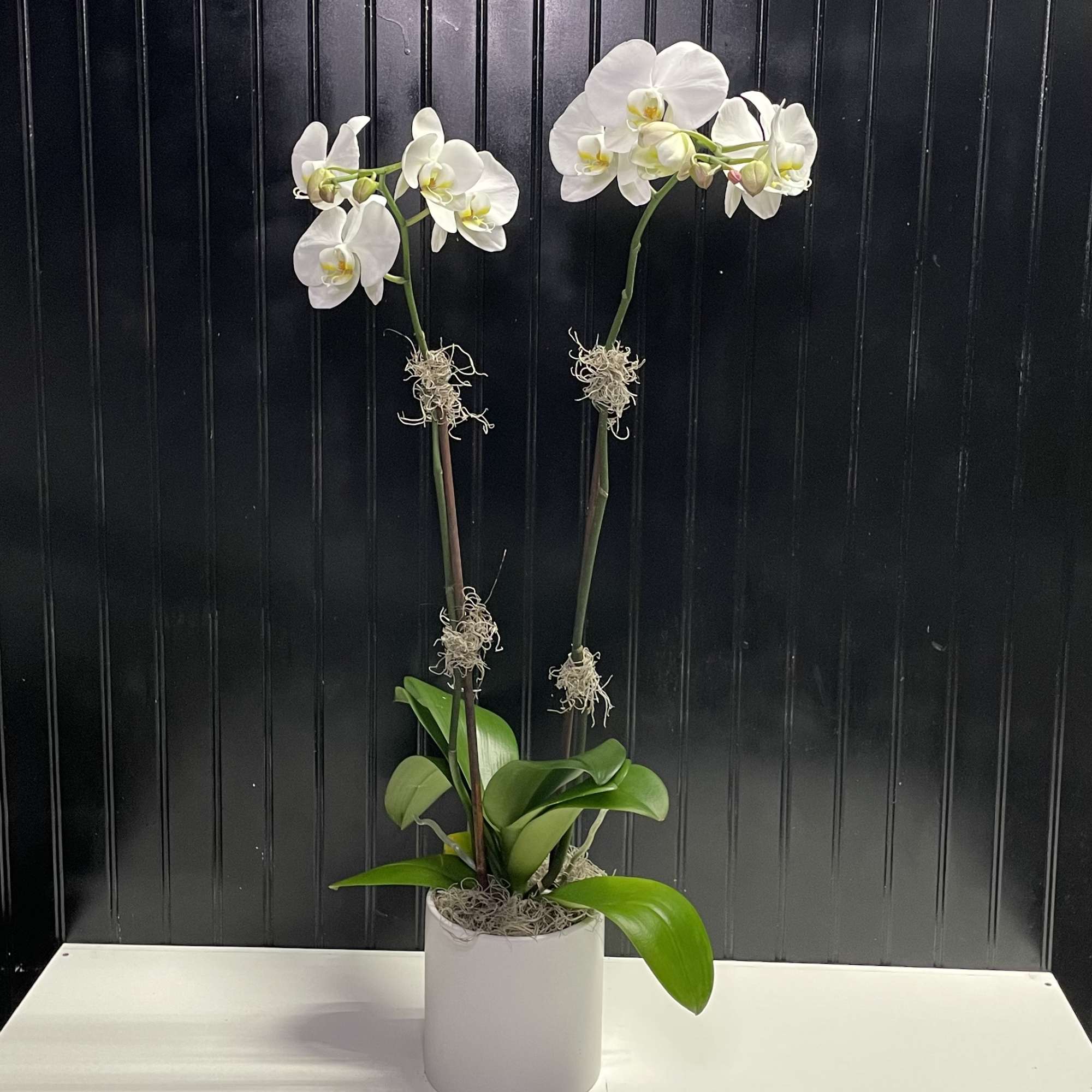 Beautiful white orchid plant