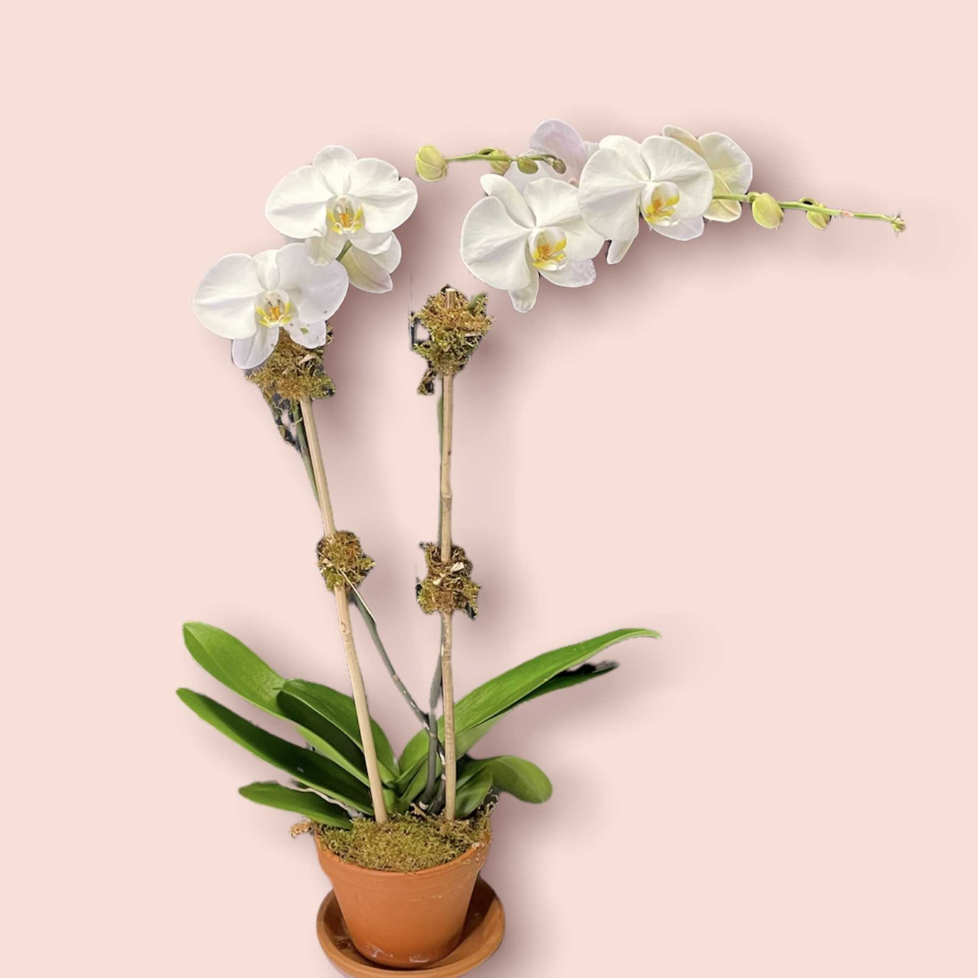 A beautiful house plant perfect for home or office 