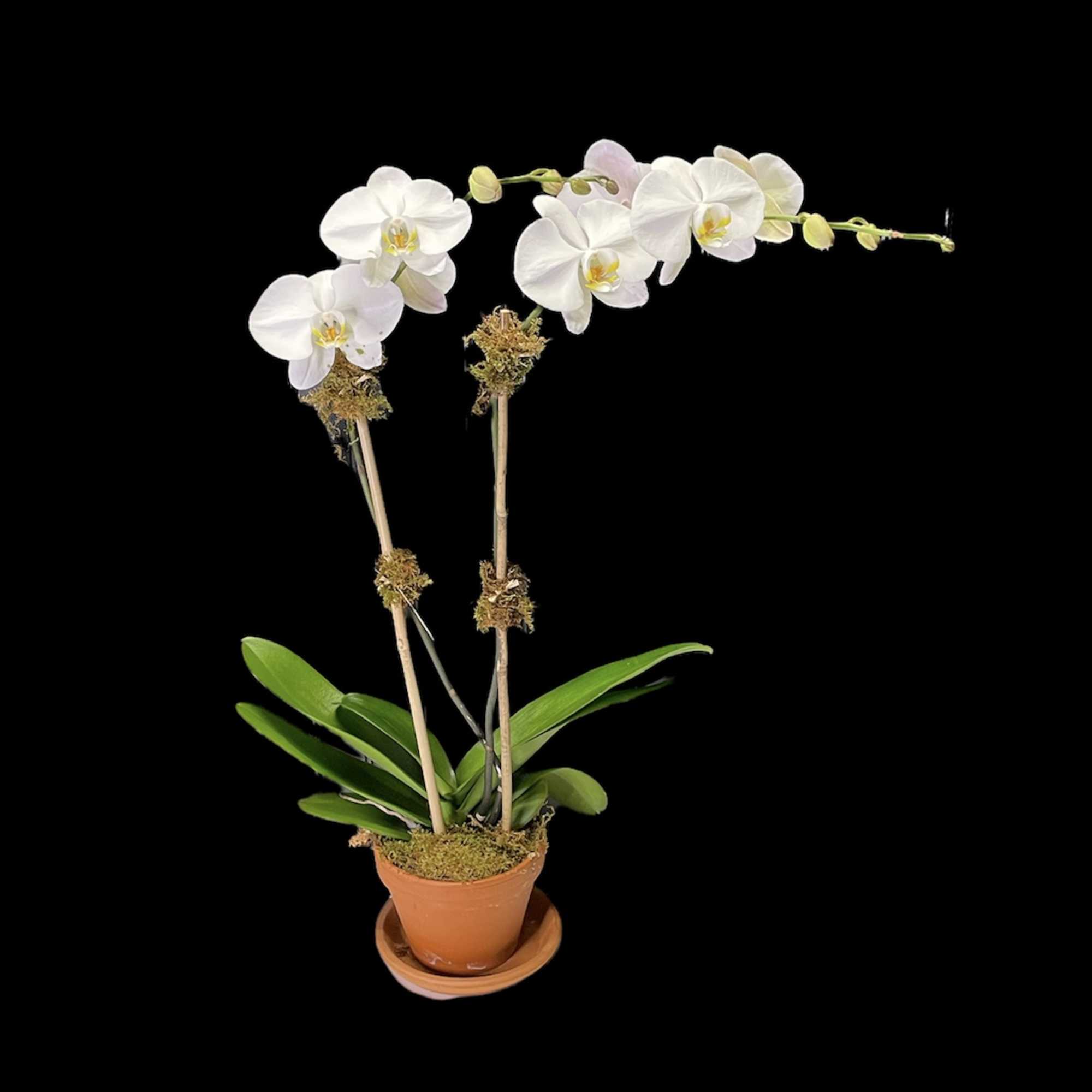 A beautiful house plant perfect for home or office 