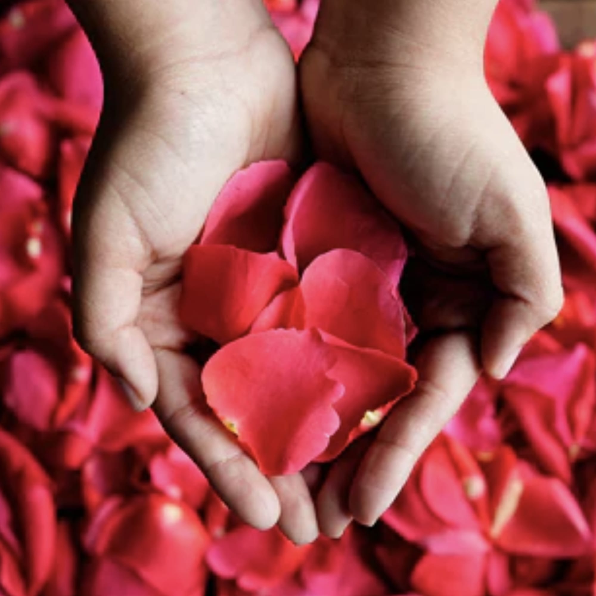 Rose Petals
For more information, please contact us.
