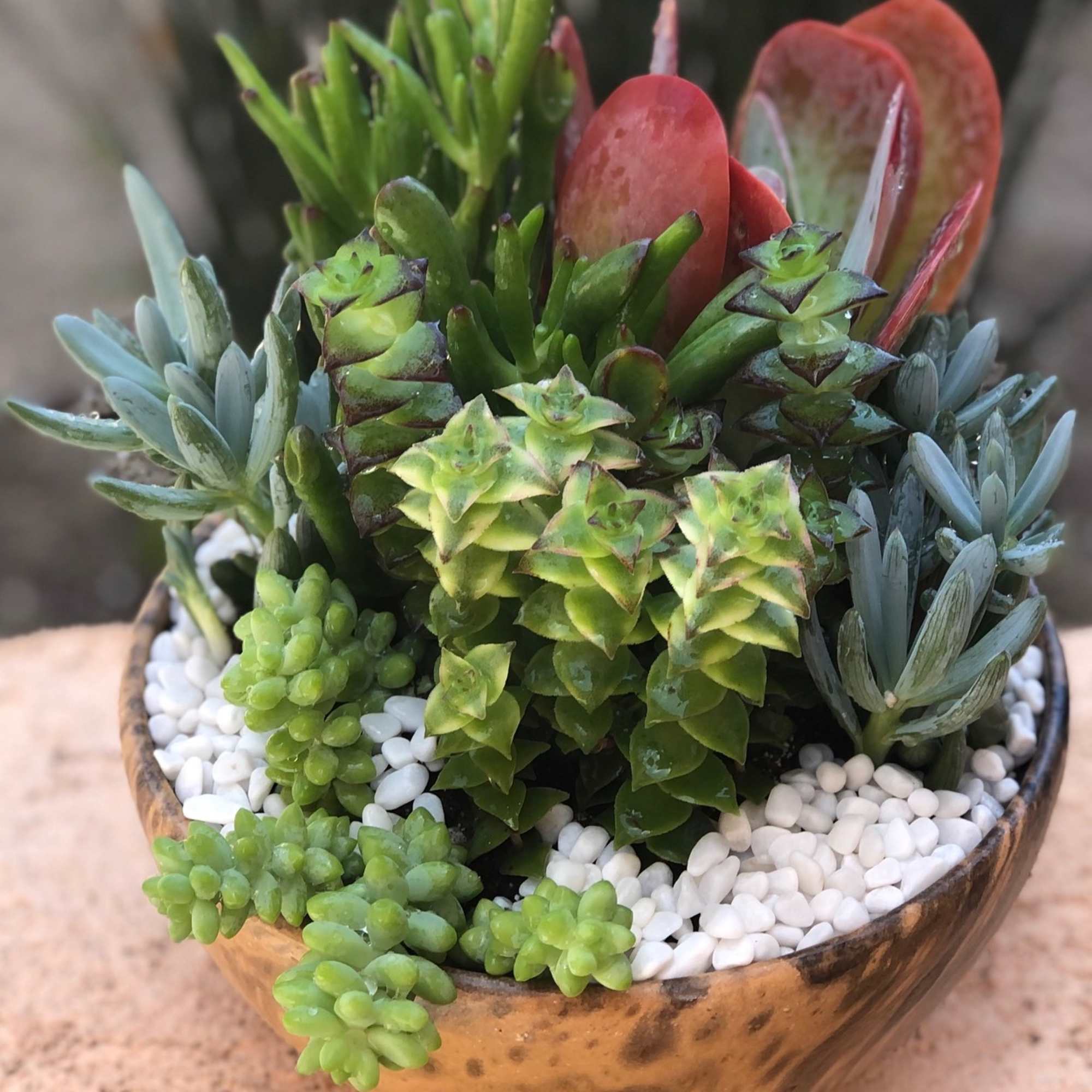 A colorful assortment of succulents of varying shapes and sizes.  Presented