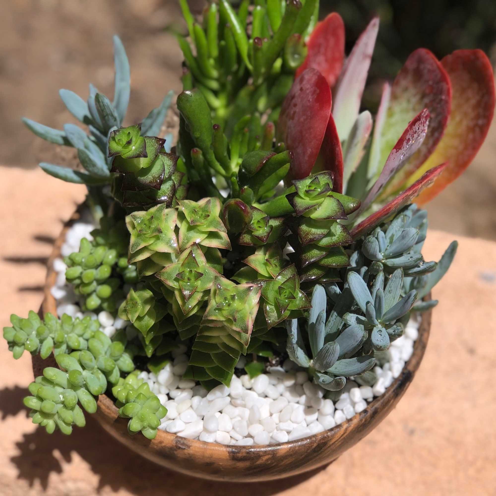 A colorful assortment of succulents of varying shapes and sizes.  Presented