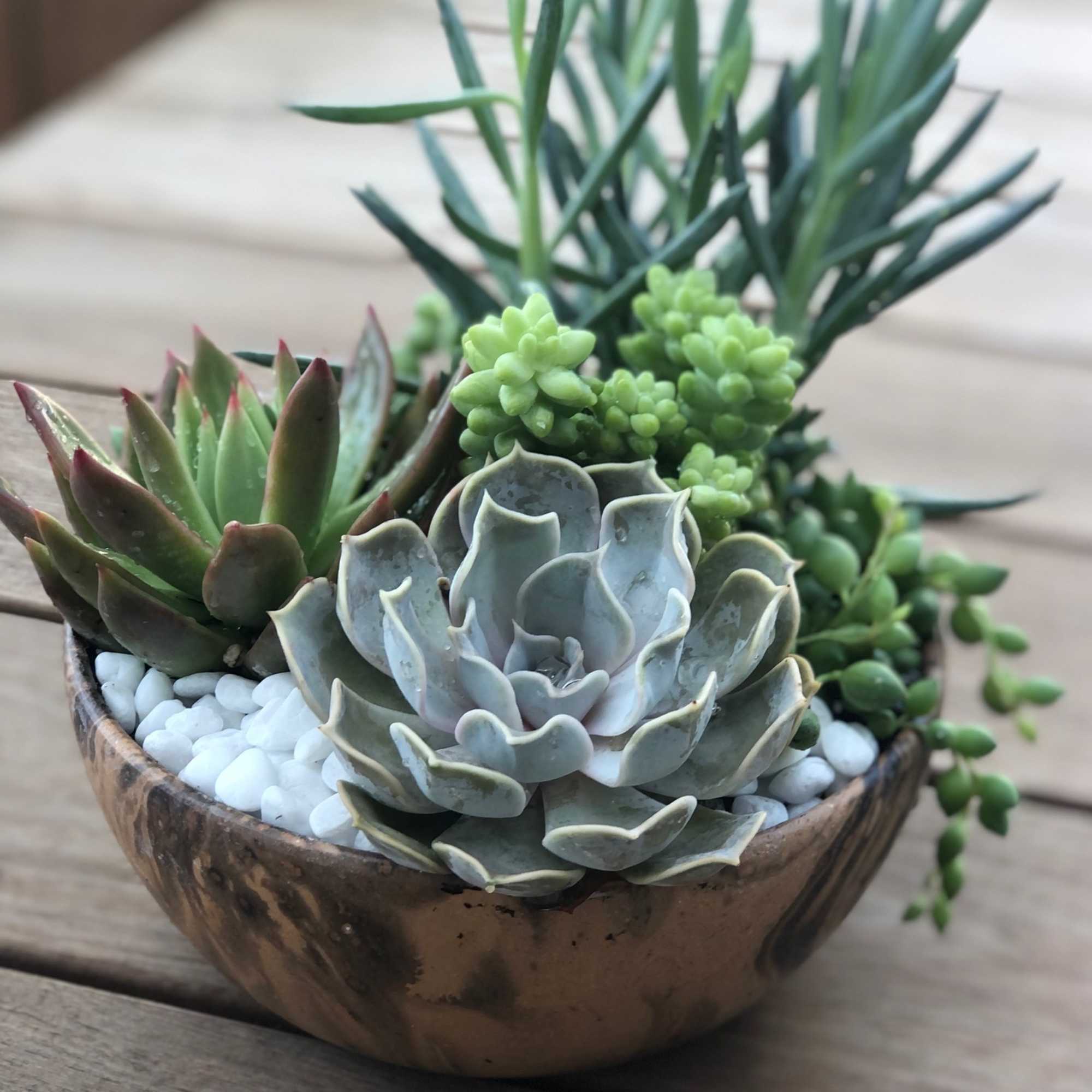 A colorful assortment of succulents of varying shapes and sizes.  Presented