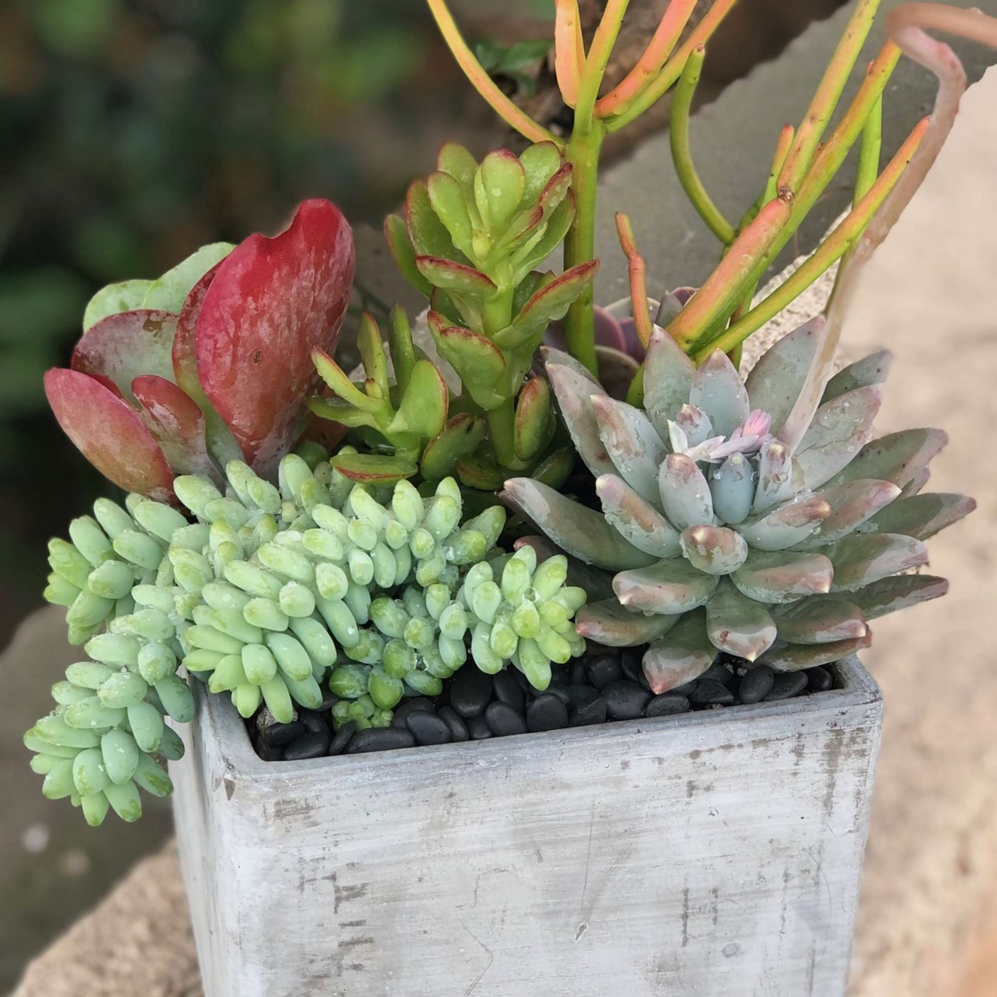 A colorful assortment of succulents of varying shapes and sizes. Presented in