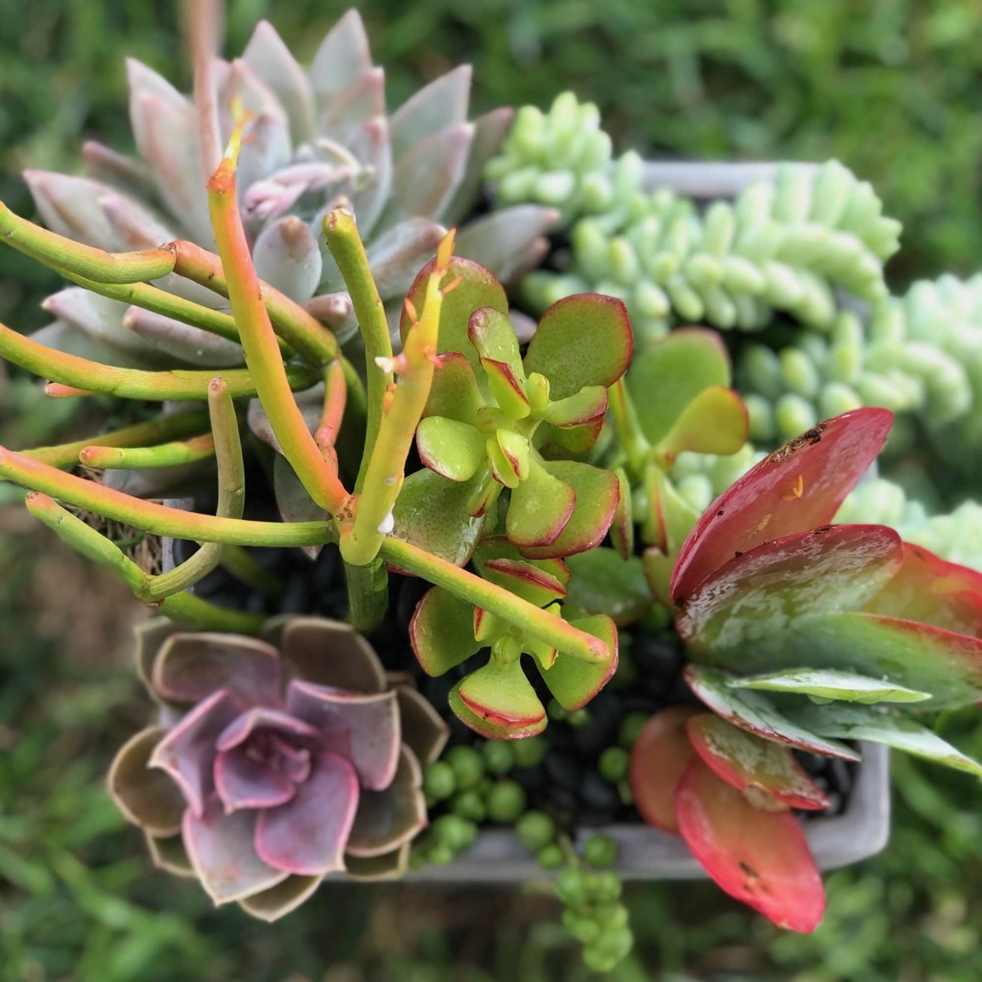 A colorful assortment of succulents of varying shapes and sizes. Presented in