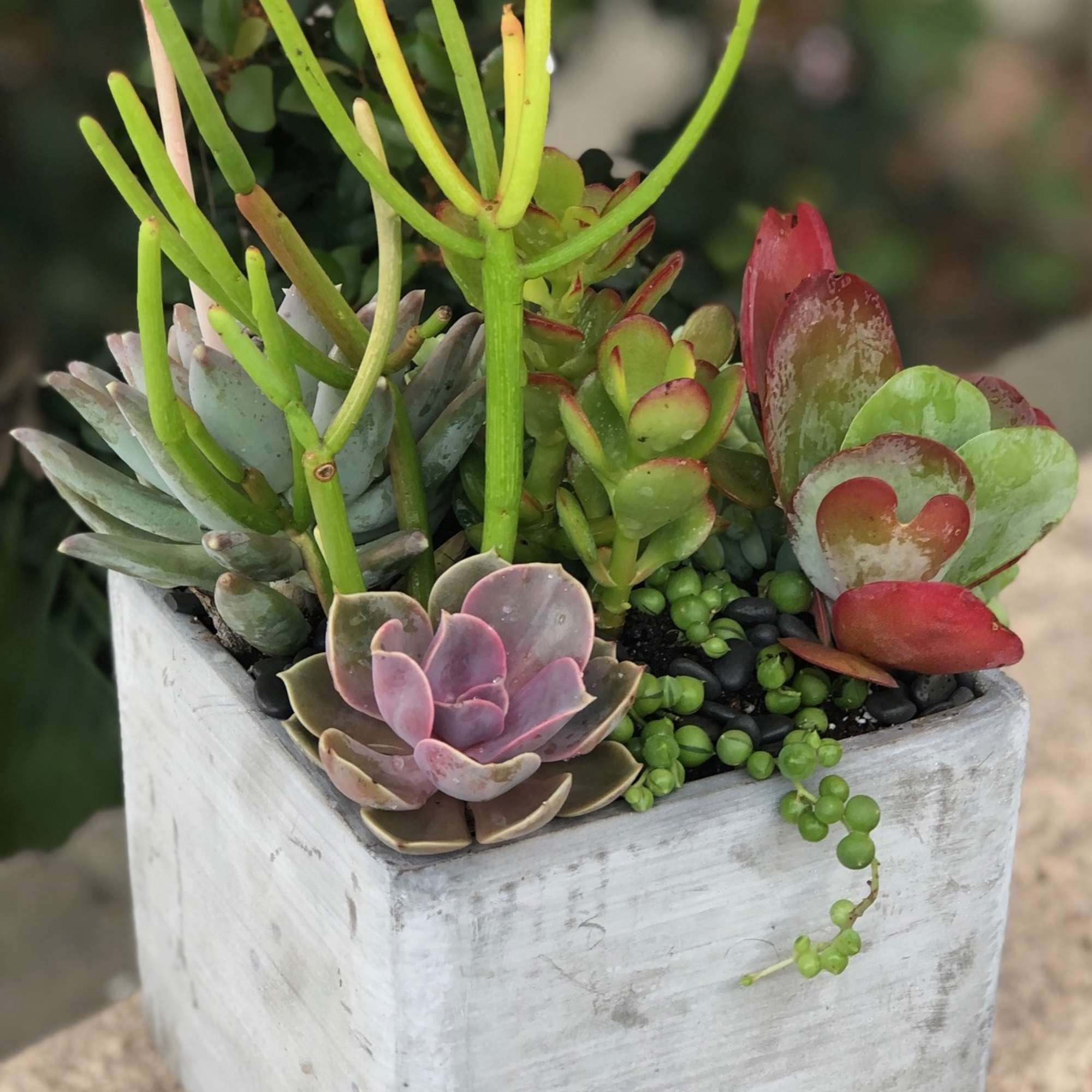 A colorful assortment of succulents of varying shapes and sizes. Presented in