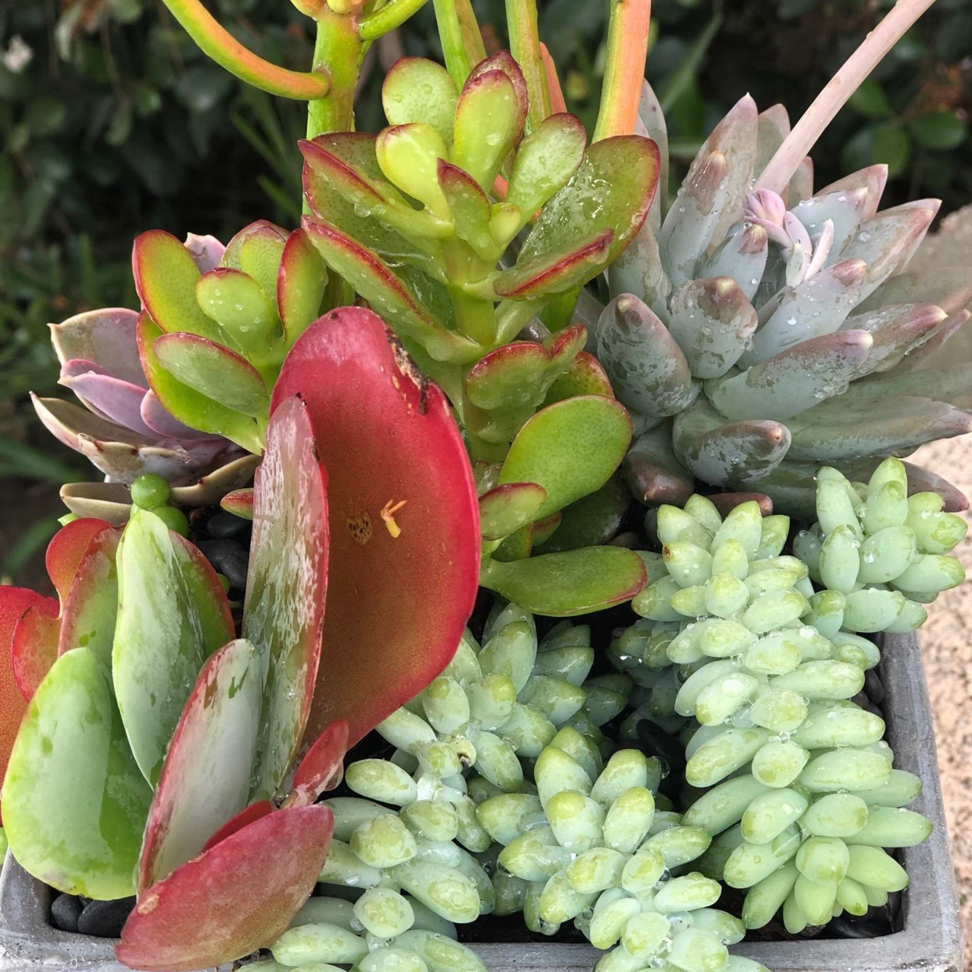 A colorful assortment of succulents of varying shapes and sizes. Presented in