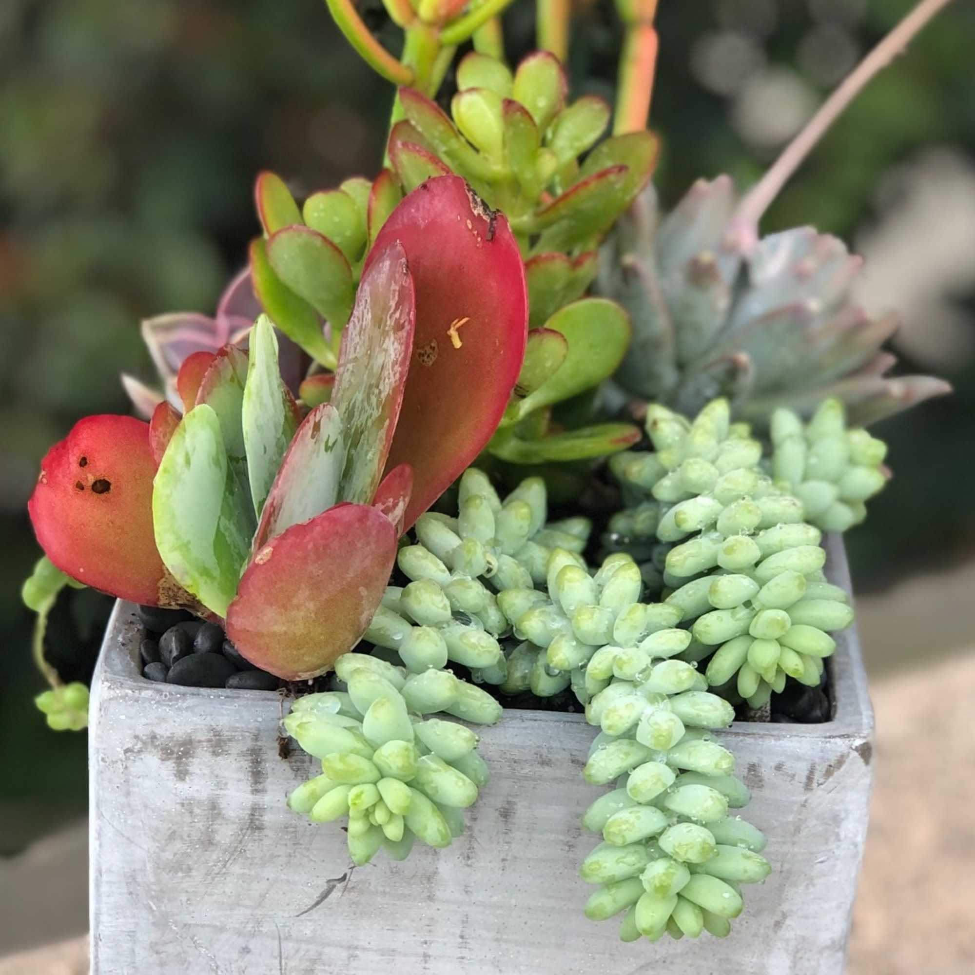 A colorful assortment of succulents of varying shapes and sizes. Presented in