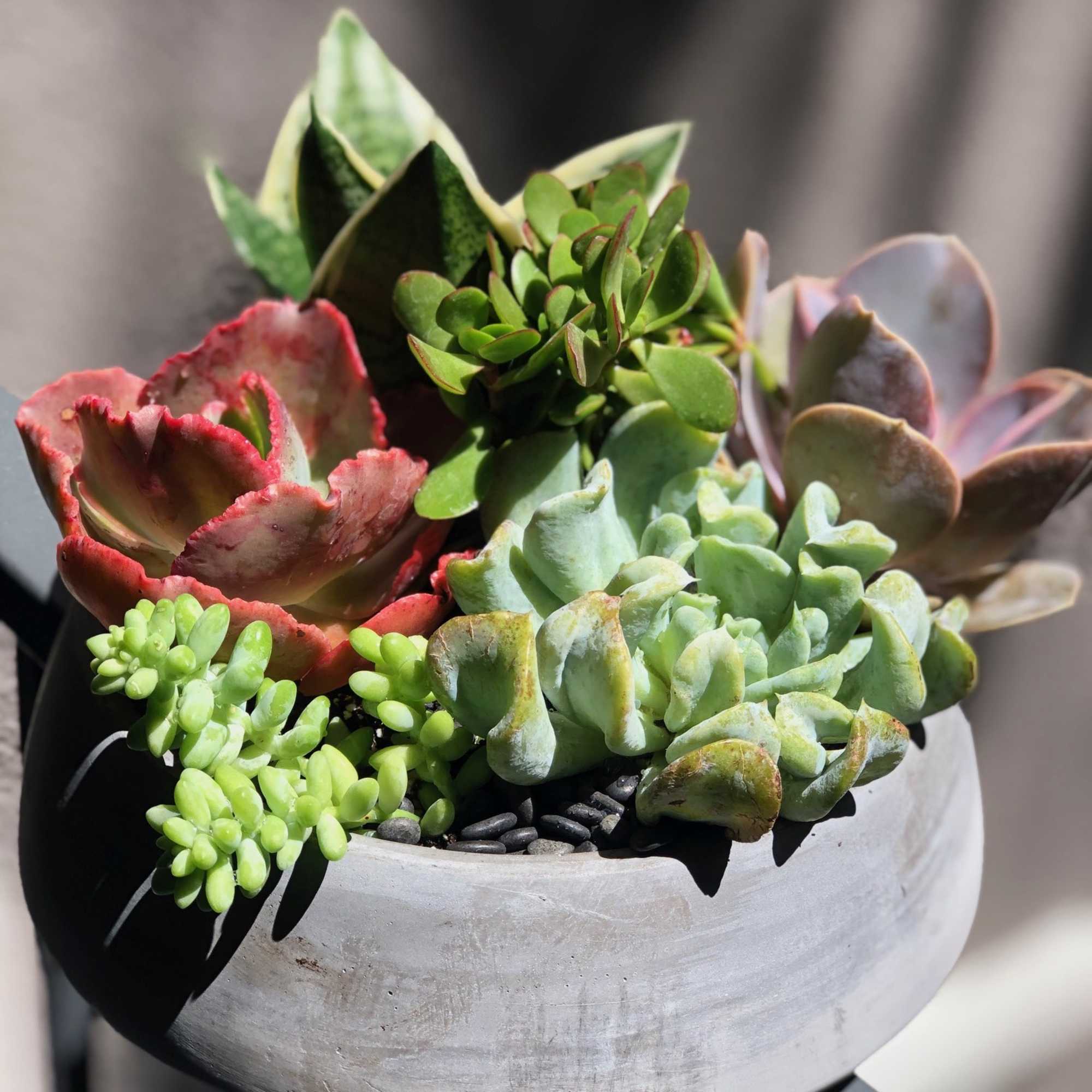 A colorful assortment of succulents of varying shapes and sizes. Presented in