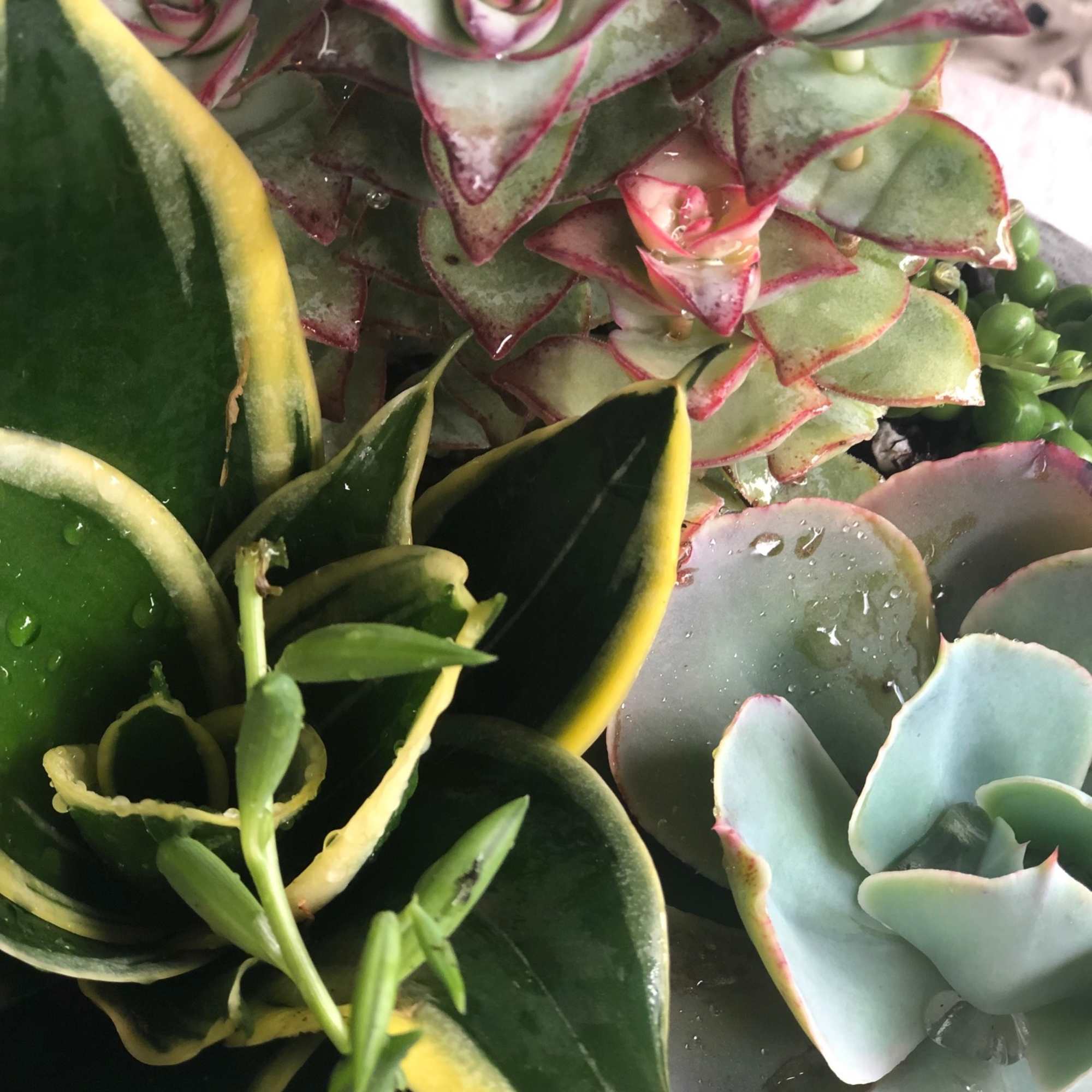 A colorful assortment of succulents of varying shapes and sizes. Presented in