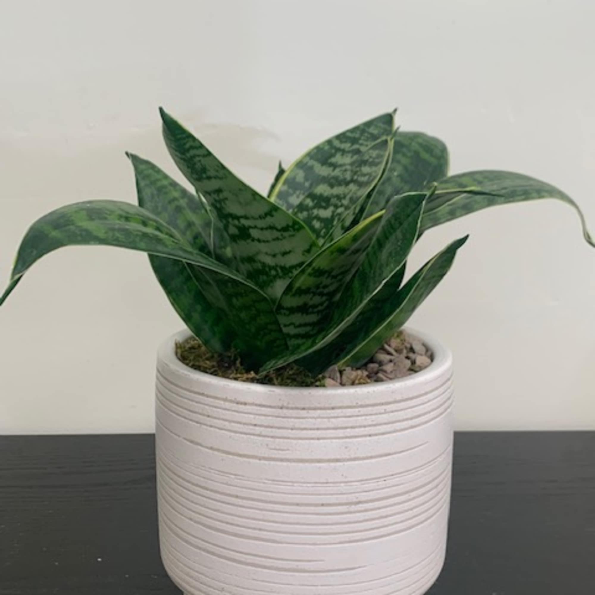 Sansevieria. Easy to care for.