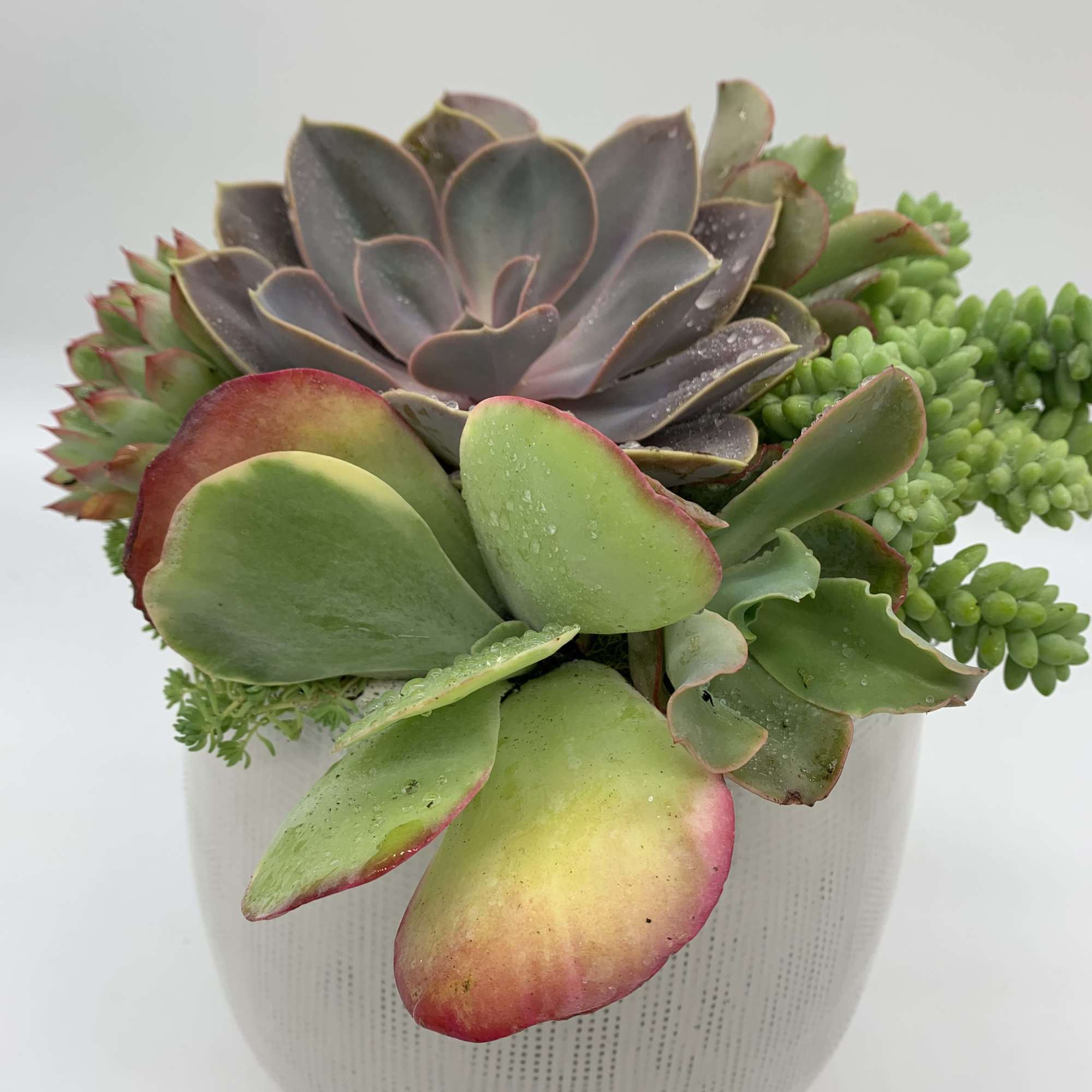 This beautiful ceramic bowl was inspired with the purpose to refresh any