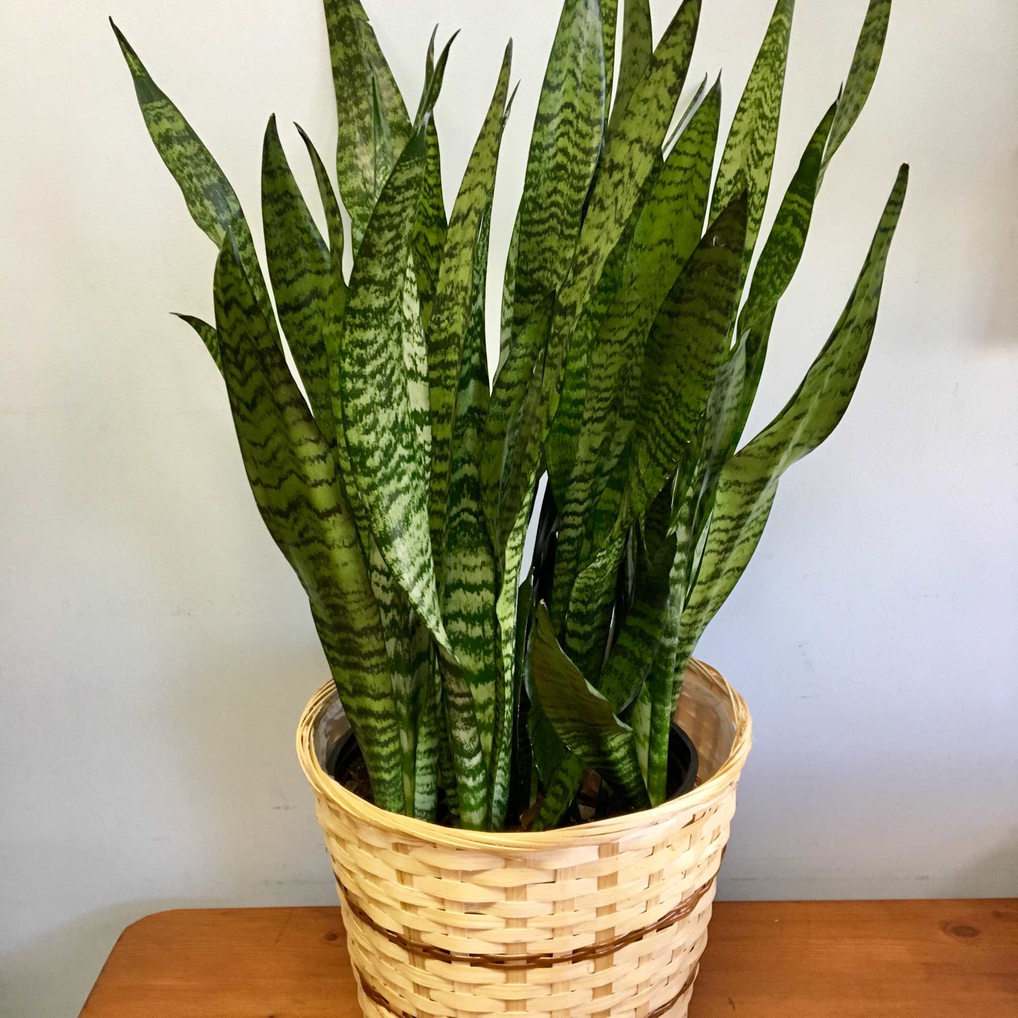 激レア サンスベリア mecufi mozambique sansevieria 激レア