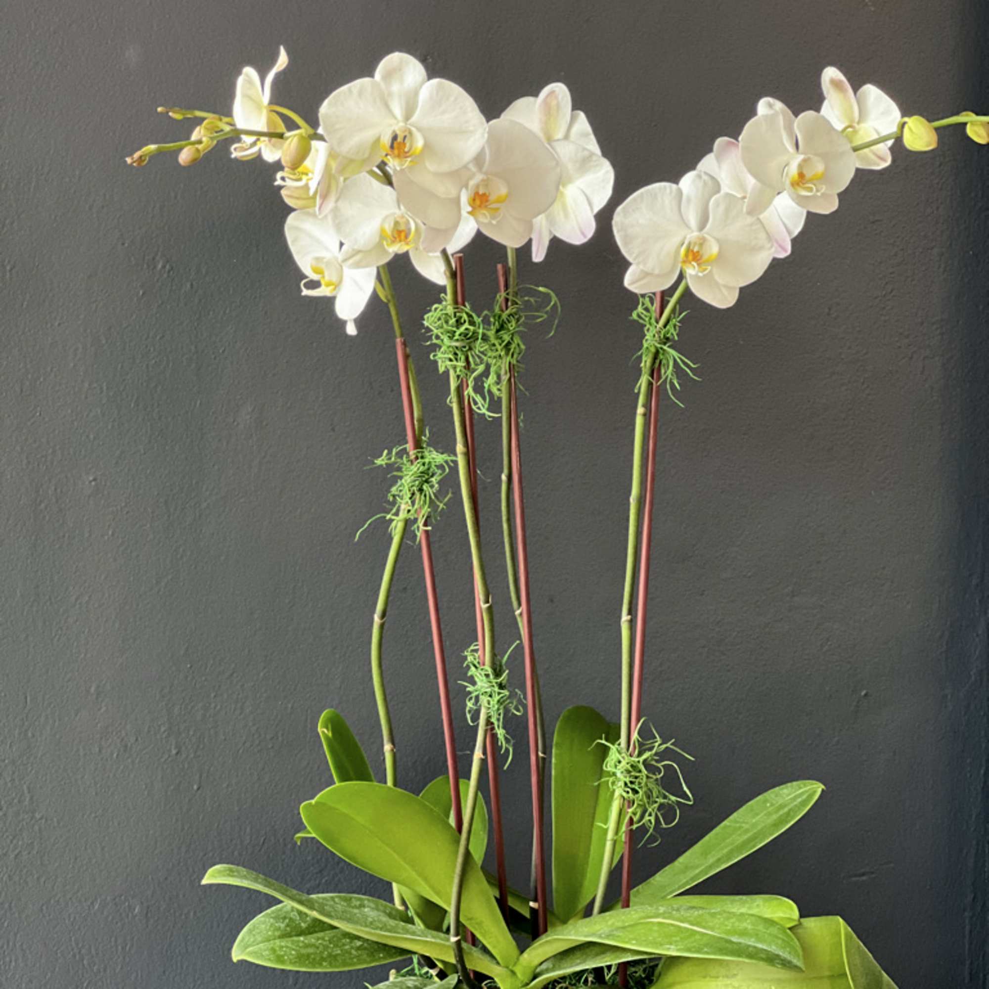 Phalaenopsis Orchids Design with 4 orchids in ceramic vase 