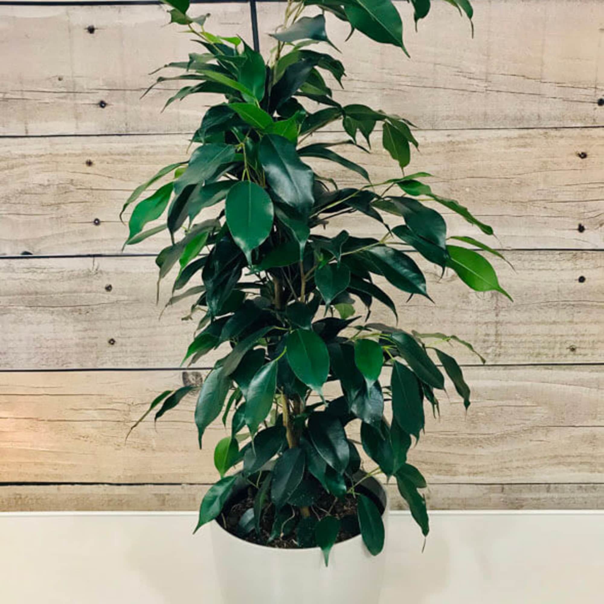 Benjamin Fig Tree Plant, Basket or Pot with Liner. Benjamin Fig Tree Plant, Basket or Pot with Liner.