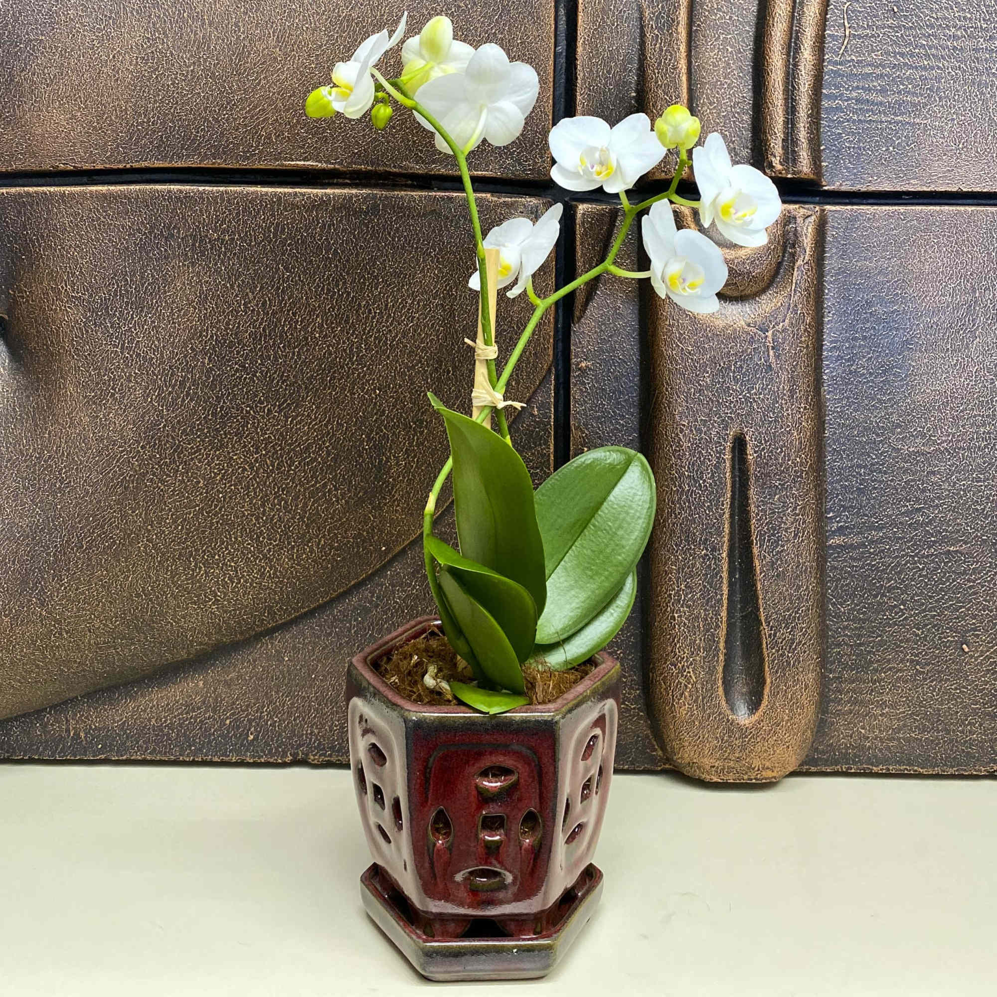 Gorgeous Mini Orchids orchid dirt &amp; mini bamboo sticks to hold up