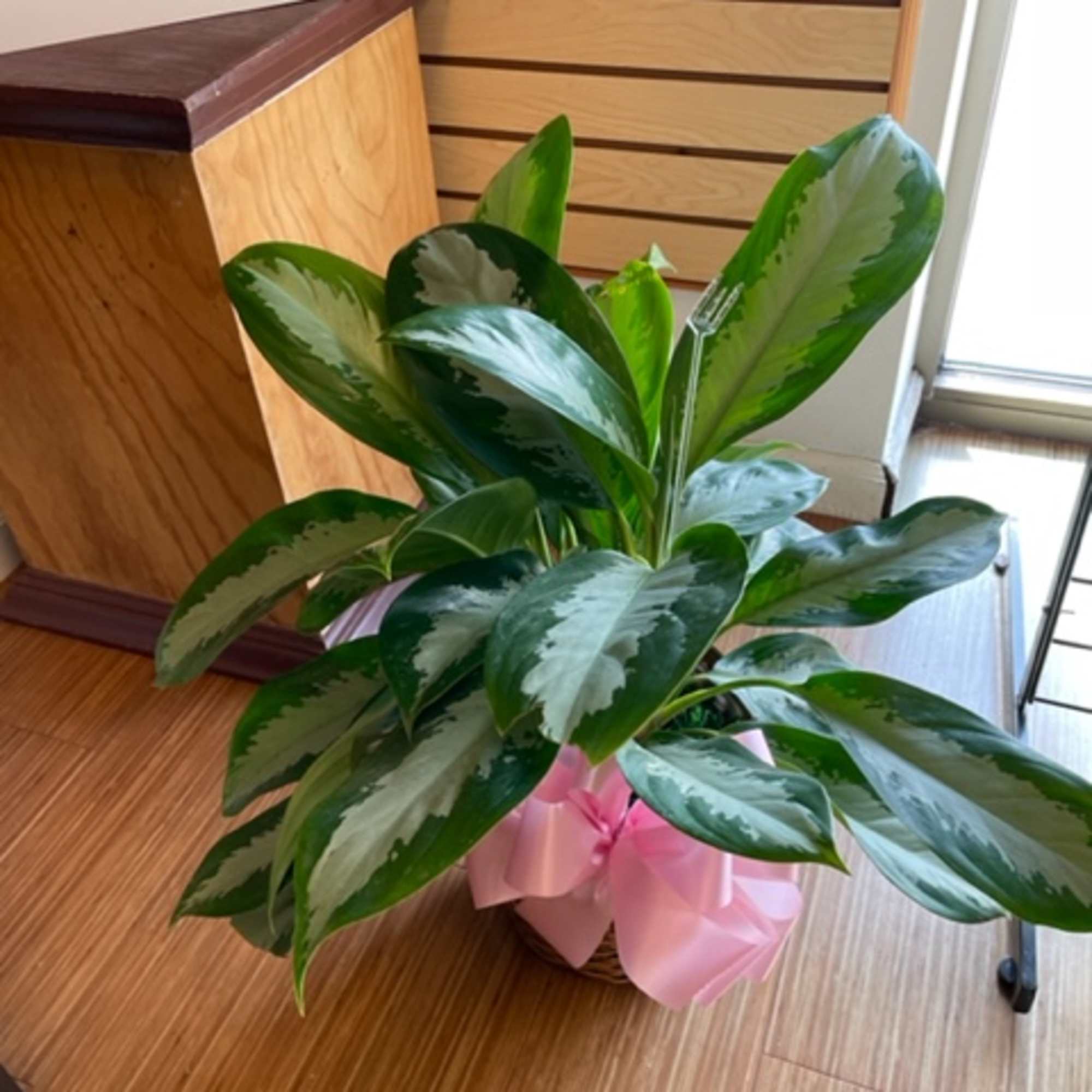 Silver Queen / Chinese Evergreen plant in an 8" pot with basket Silver Queen / Chinese Evergreen plant in an 8" pot with basket