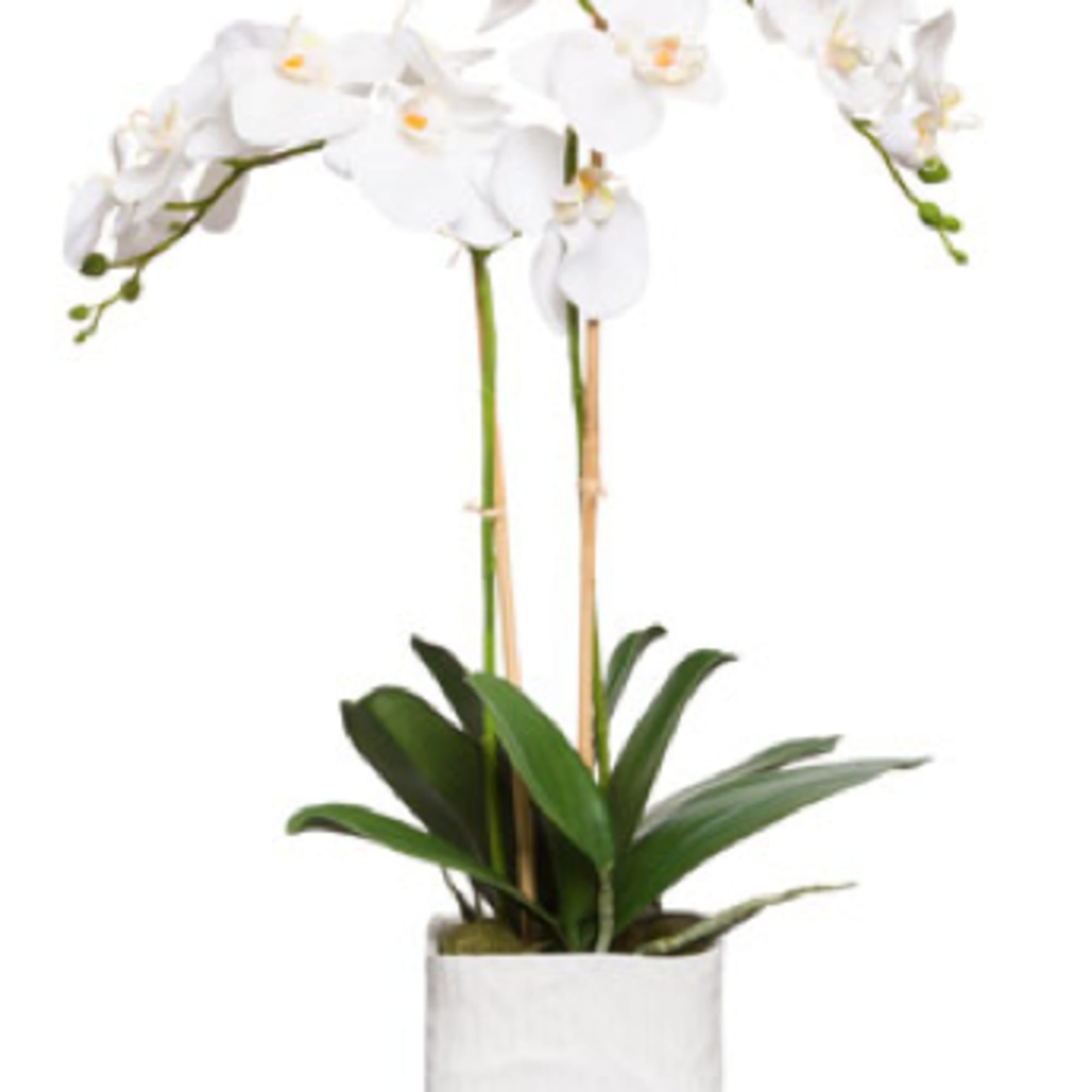 A beautiful Double stem Orchid  delivered Fresh to the door of A beautiful Double stem Orchid  delivered Fresh to the door of