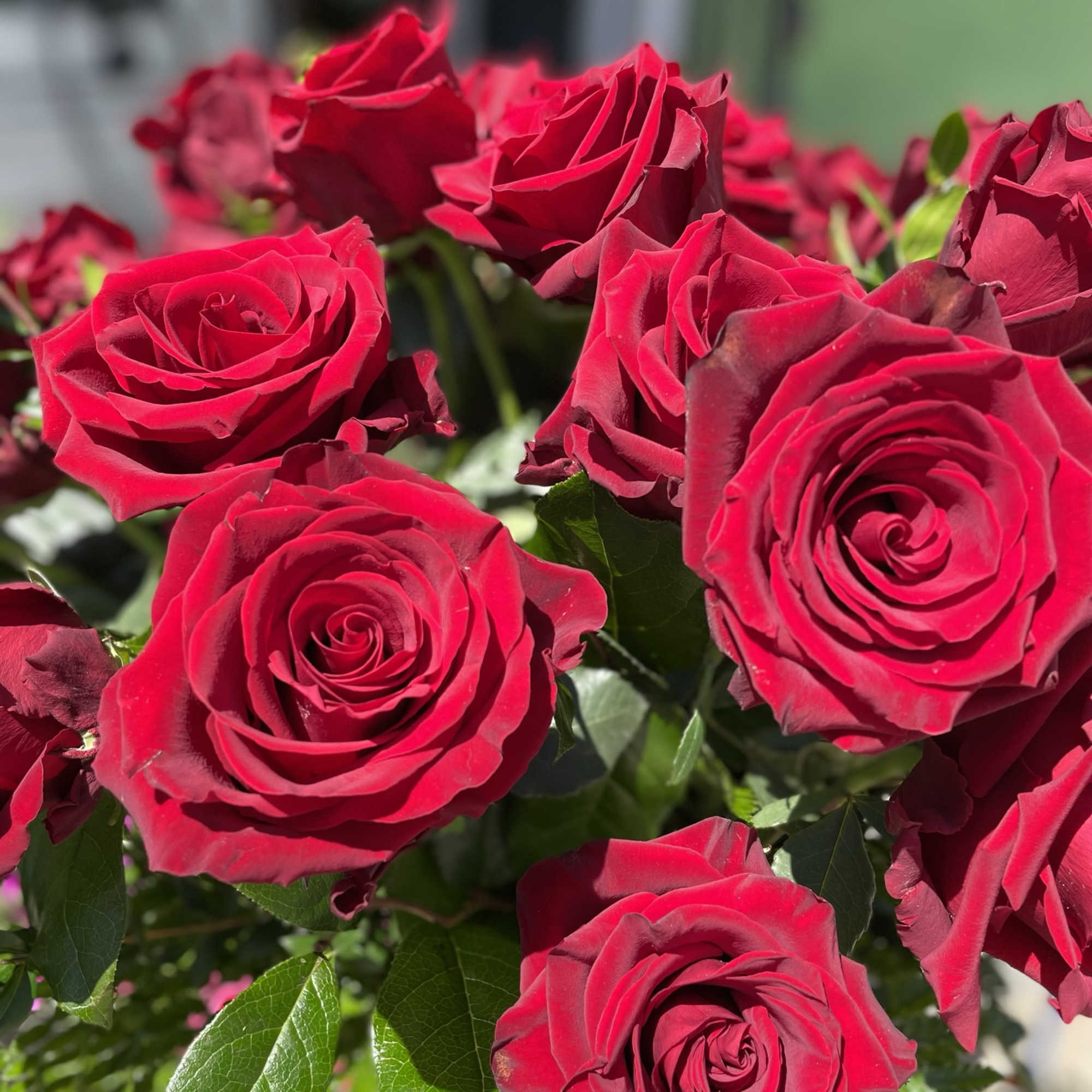 This gorgeous arrangement has beautiful red roses and fresh cut greens 