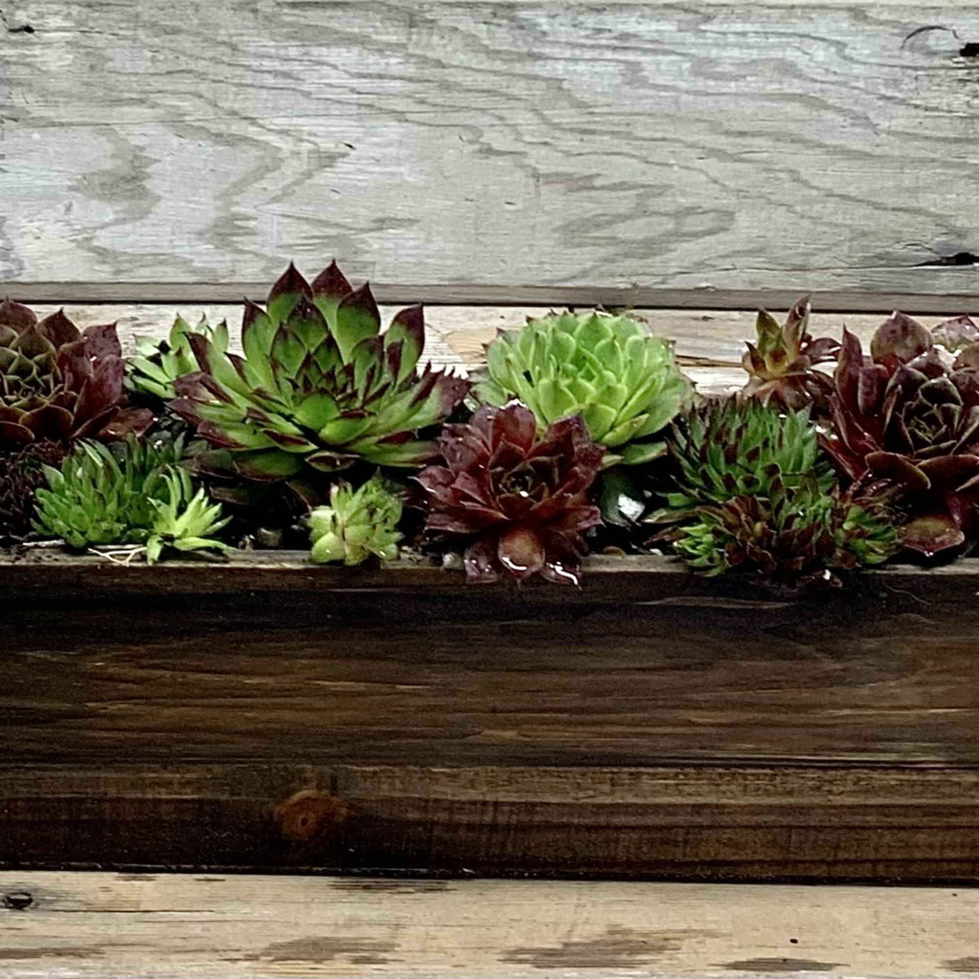 Succulent Garden (Desk or Coffee Table Botanical) in your choice of 