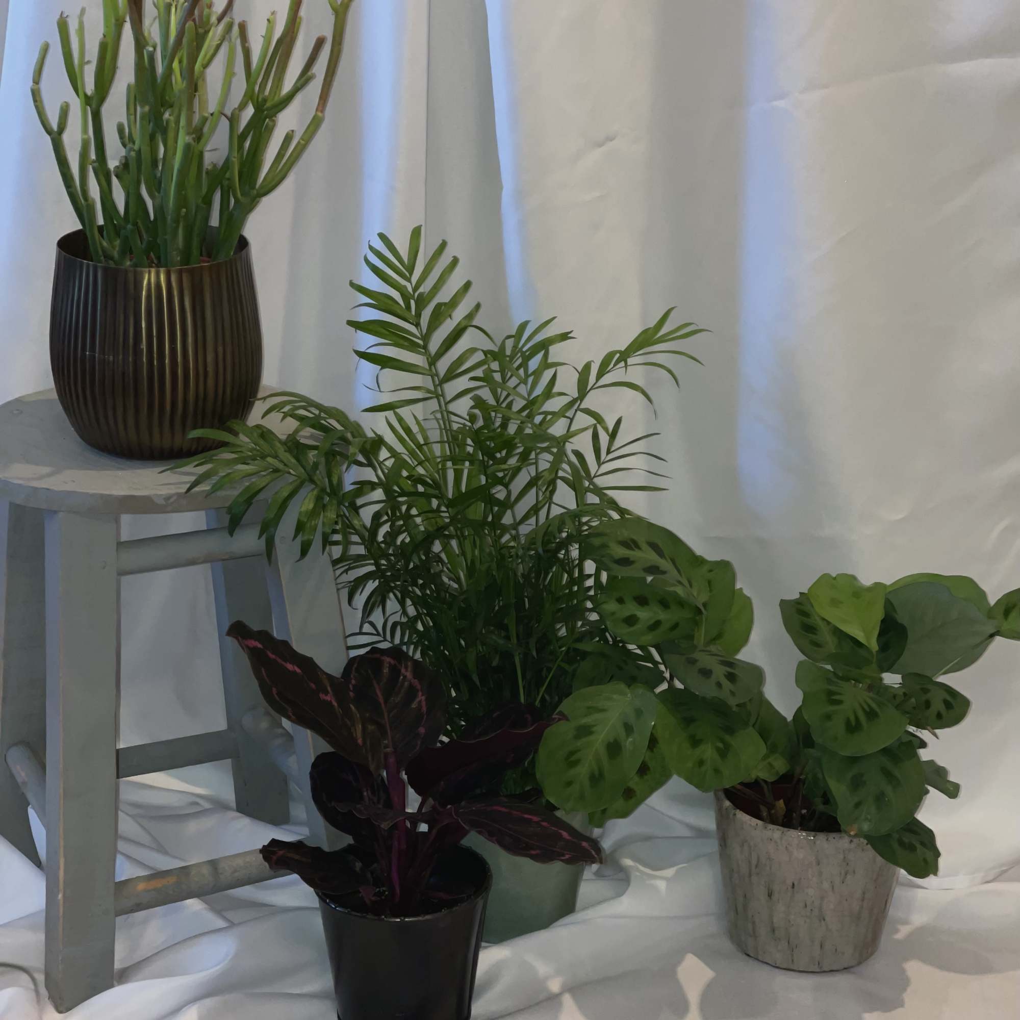 Our Green Thumb Club features arrangements created with the finest in-season plants