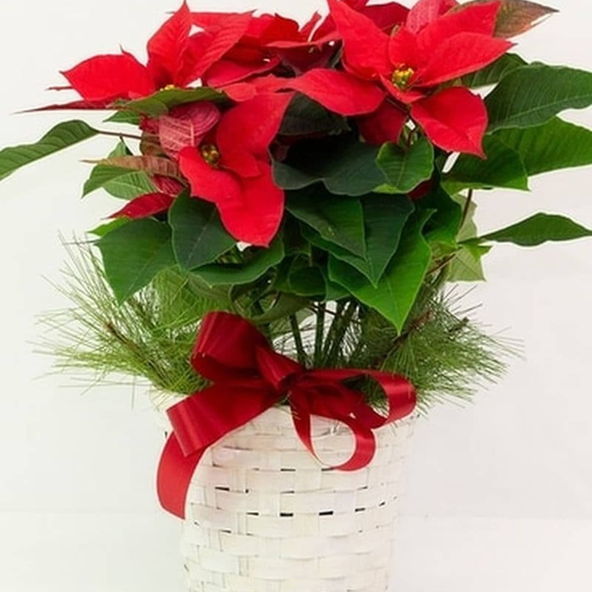 Poinsettia arrives in a pot cover with mixed holiday greens, bows, white