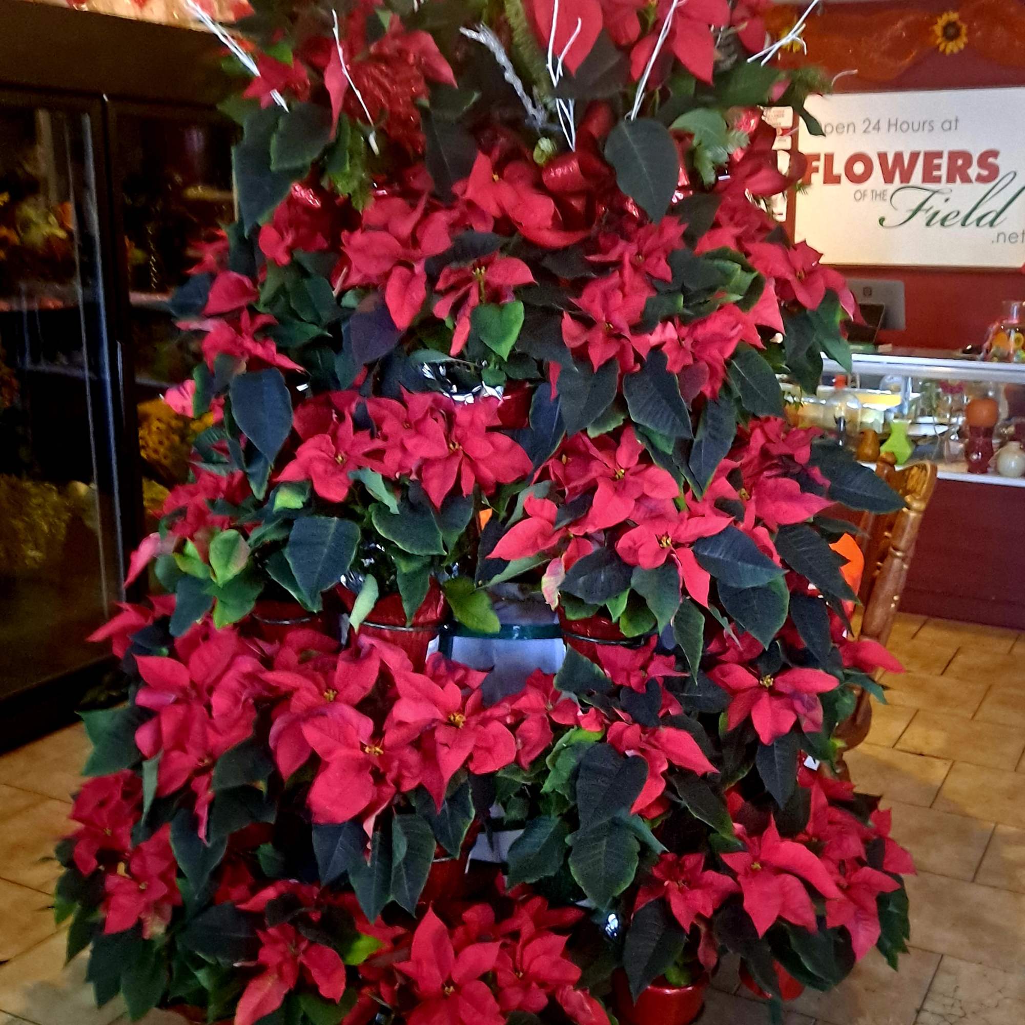 Poinsettia arrives in a pot cover with mixed holiday greens, bows, white