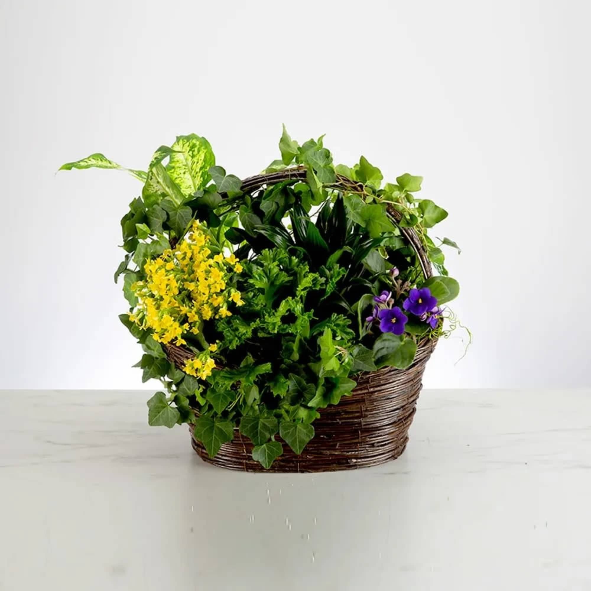 A deep green fresh plant filled basket to bring life and peace A deep green fresh plant filled basket to bring life and peace