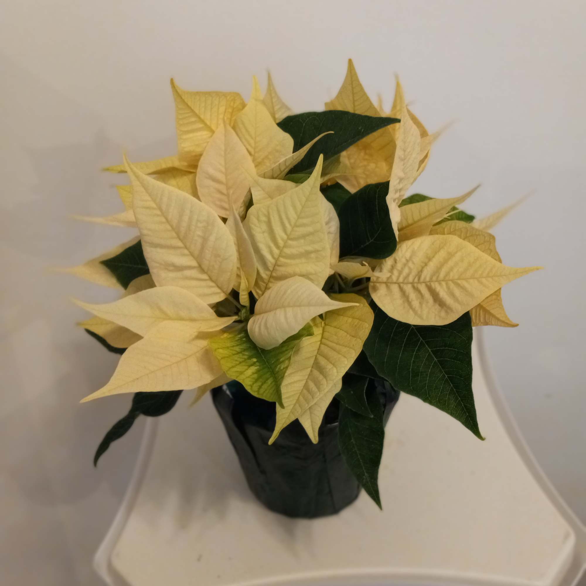 Beautiful colorful Poinsettia blooming plants 4&quot; and 10&quot;  tall in Red