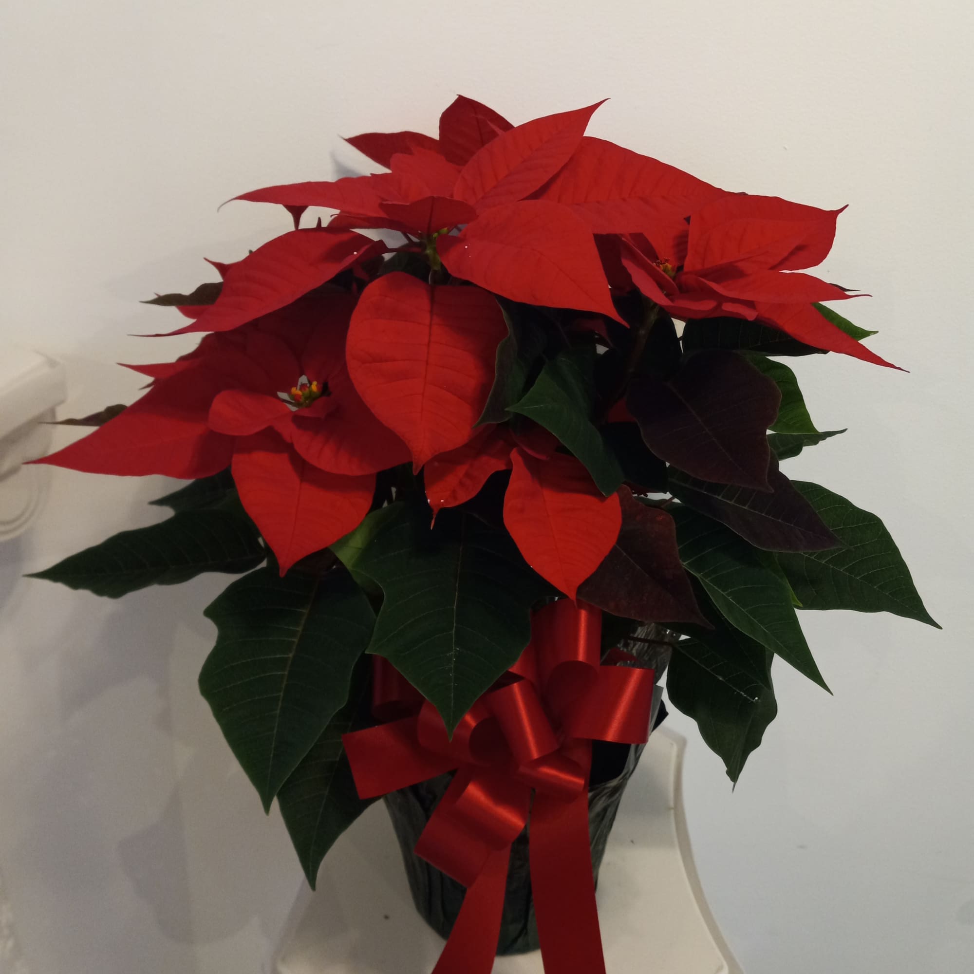 Beautiful colorful Poinsettia blooming plants 4&quot; and 10&quot;  tall in Red