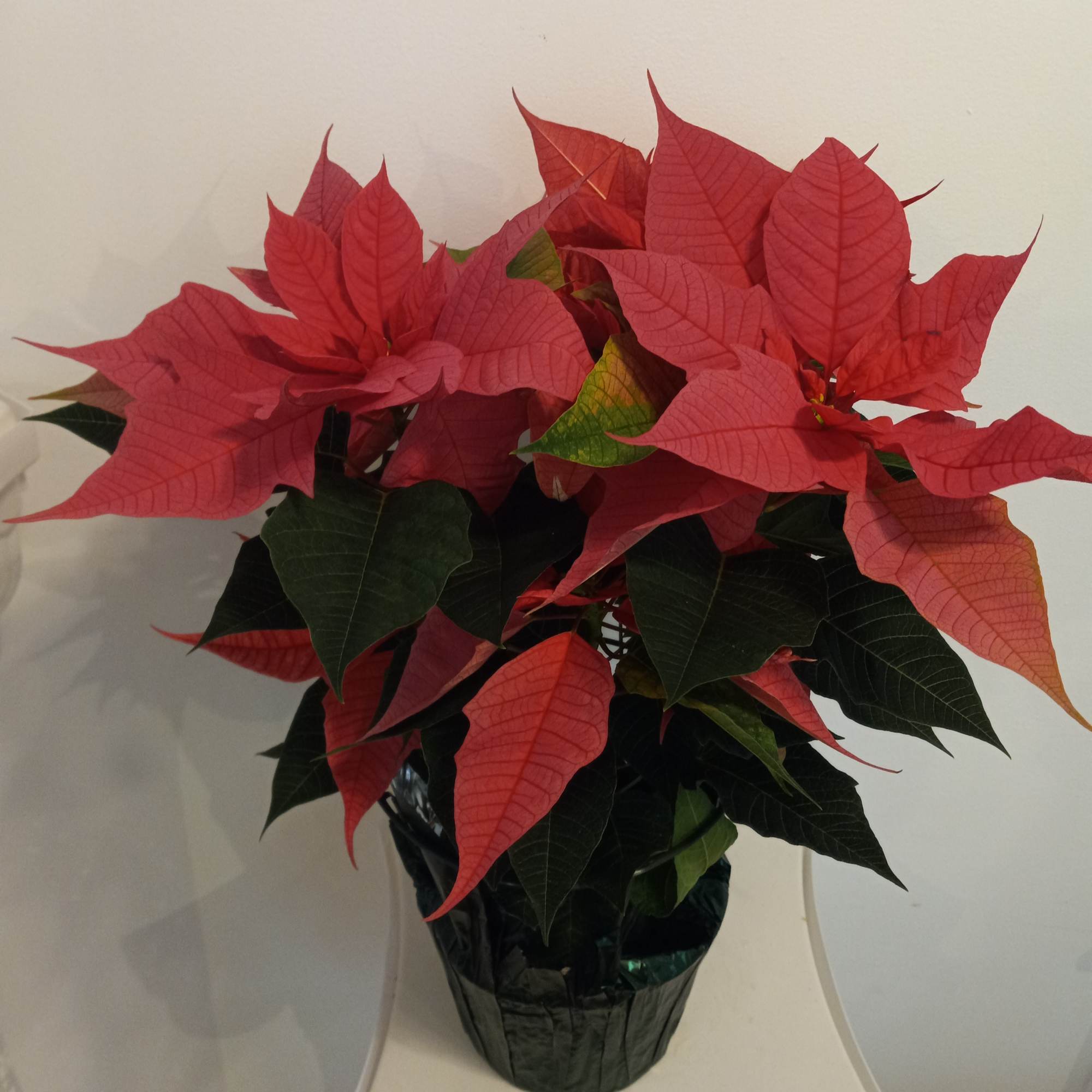 Beautiful colorful Poinsettia blooming plants 4&quot; and 10&quot;  tall in Red