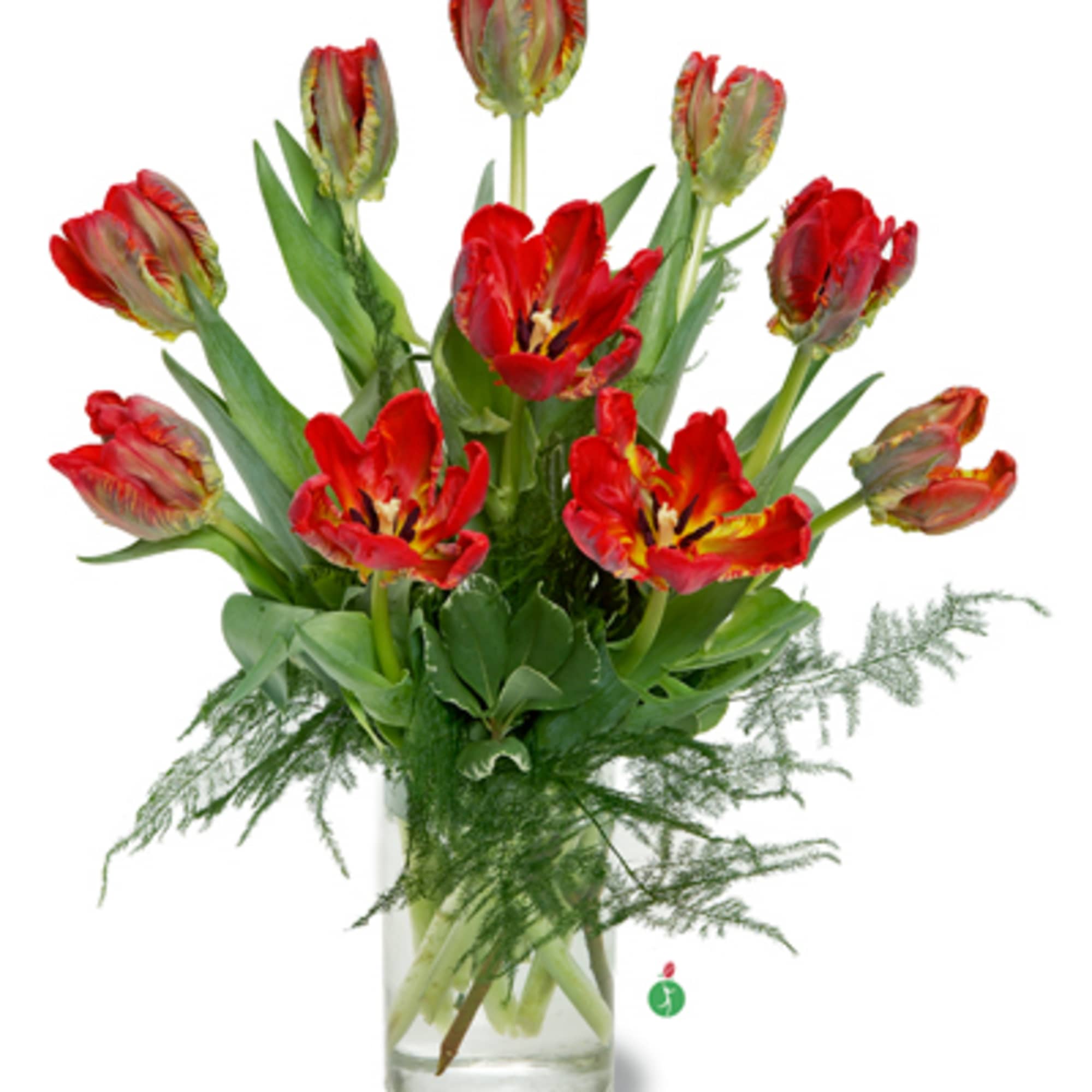 Flamboyant and colorful, parrot tulips &ndash; with their feathered, curled petals in