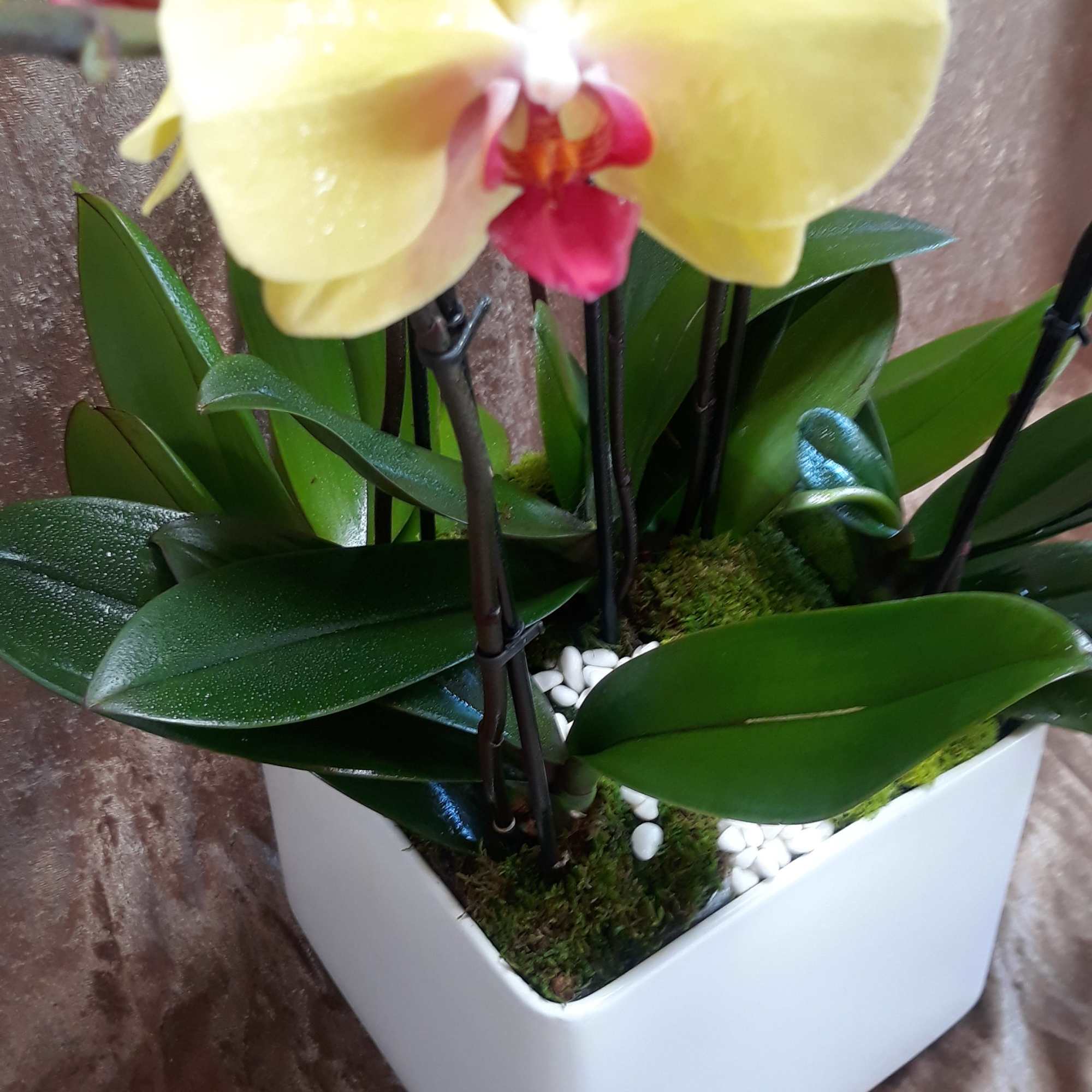 SHOWN: Deluxe   Size 25H x 20W
Sure to impress the most