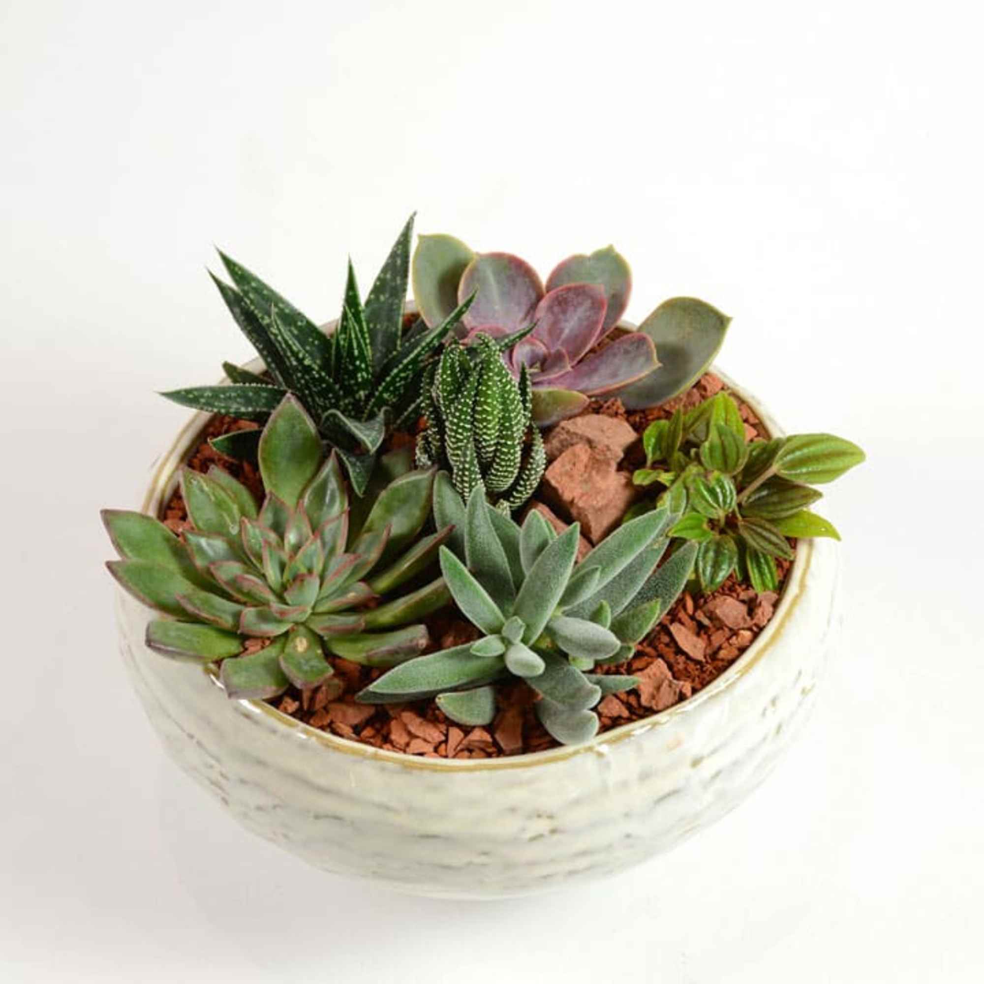 Our succulent gardens are great combinations of easy care plants. We create Our succulent gardens are great combinations of easy care plants. We create