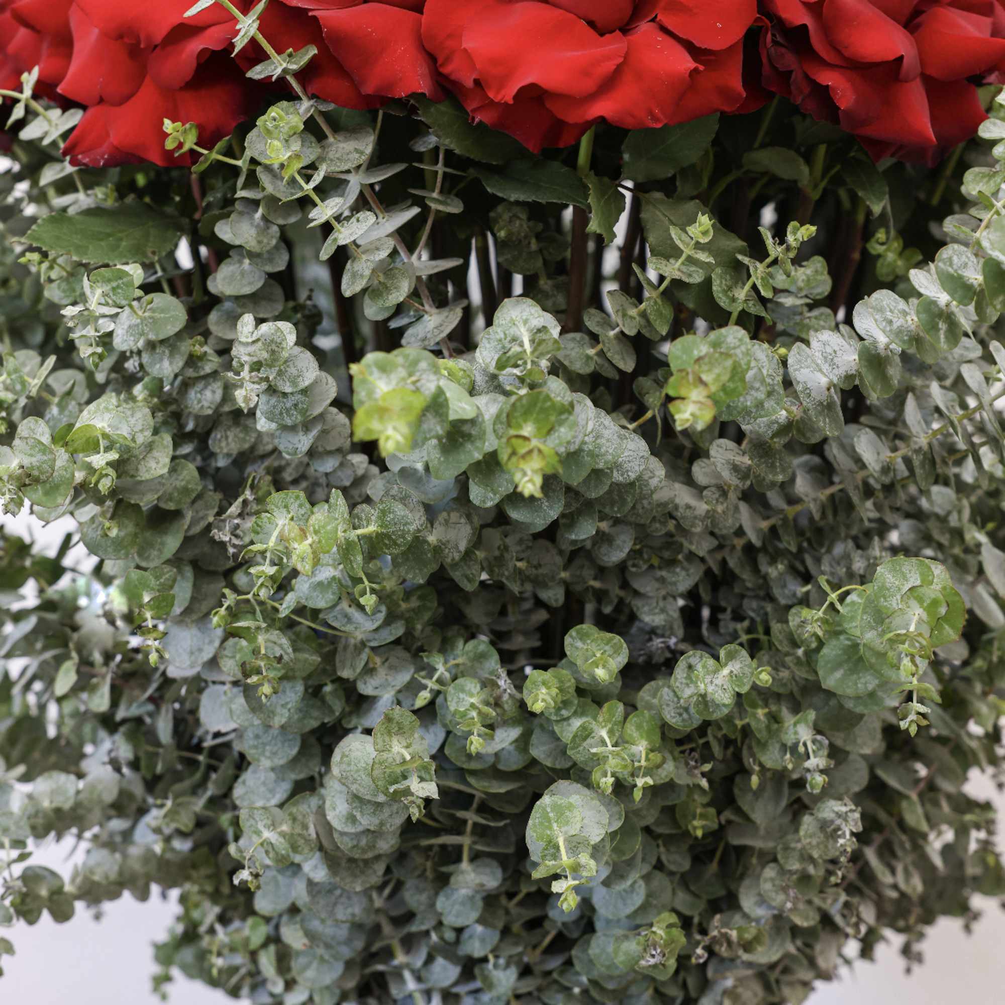 This arrangement comes in a sway box with beautiful fresh red roses