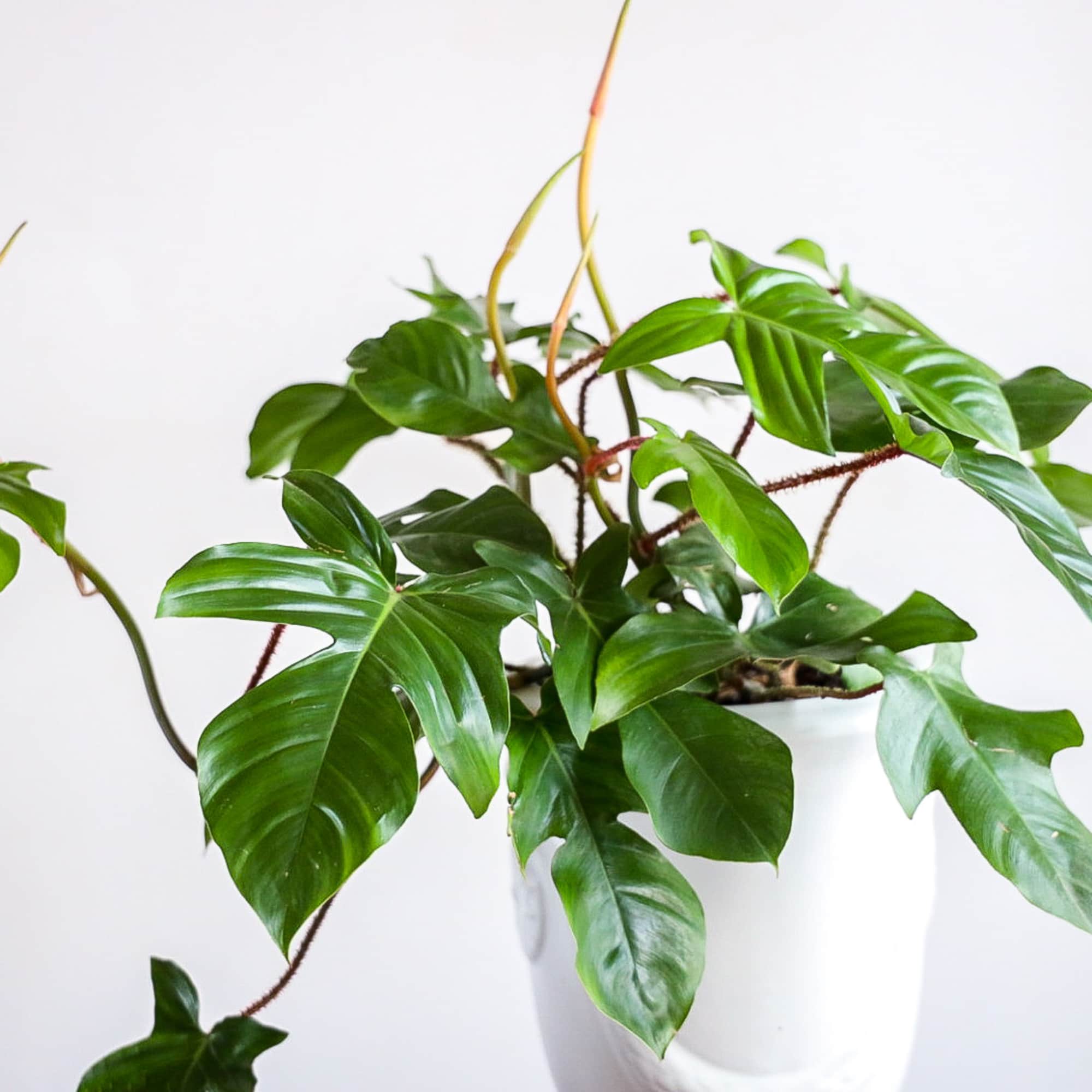 Specialty Potted Houseplant