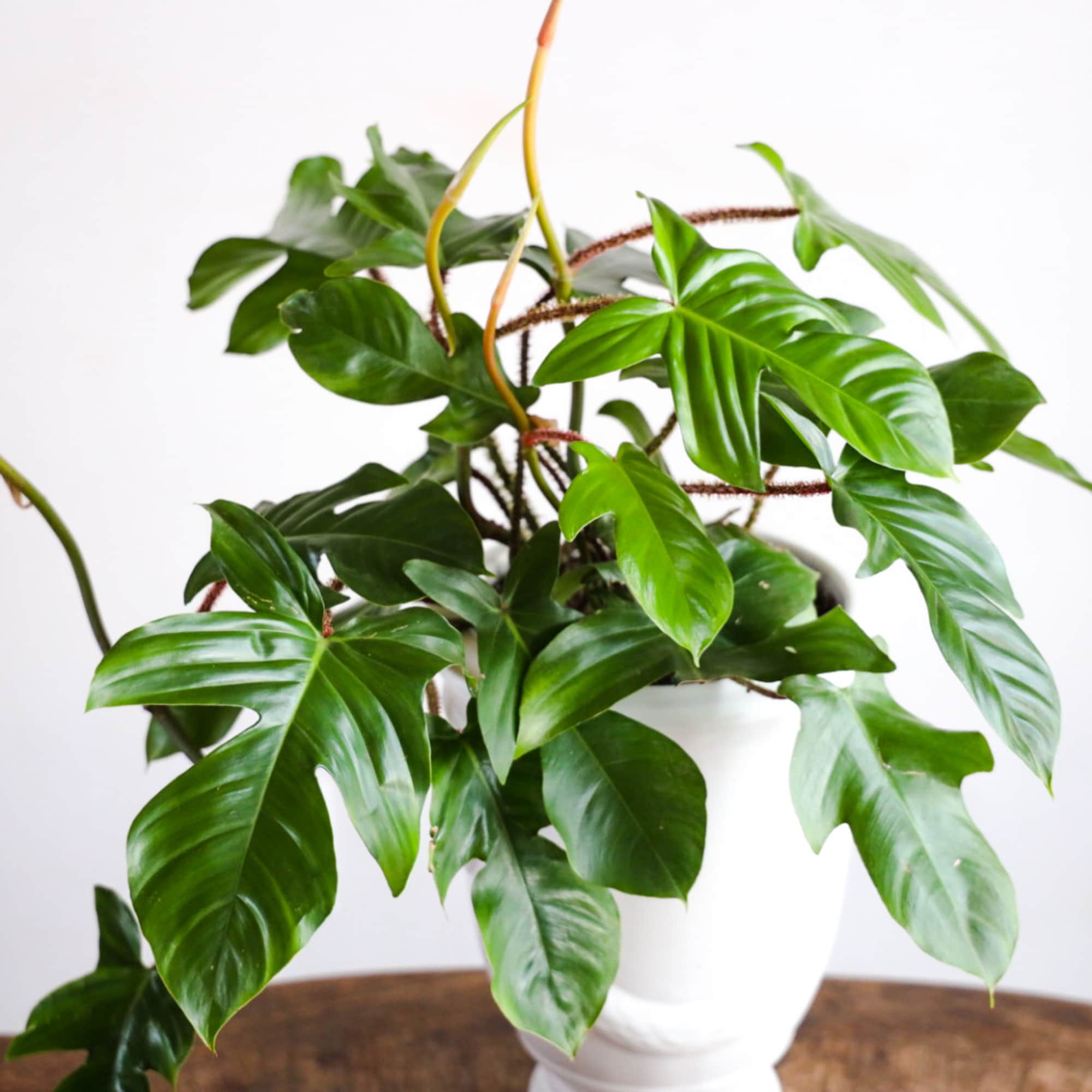 Specialty Potted Houseplant